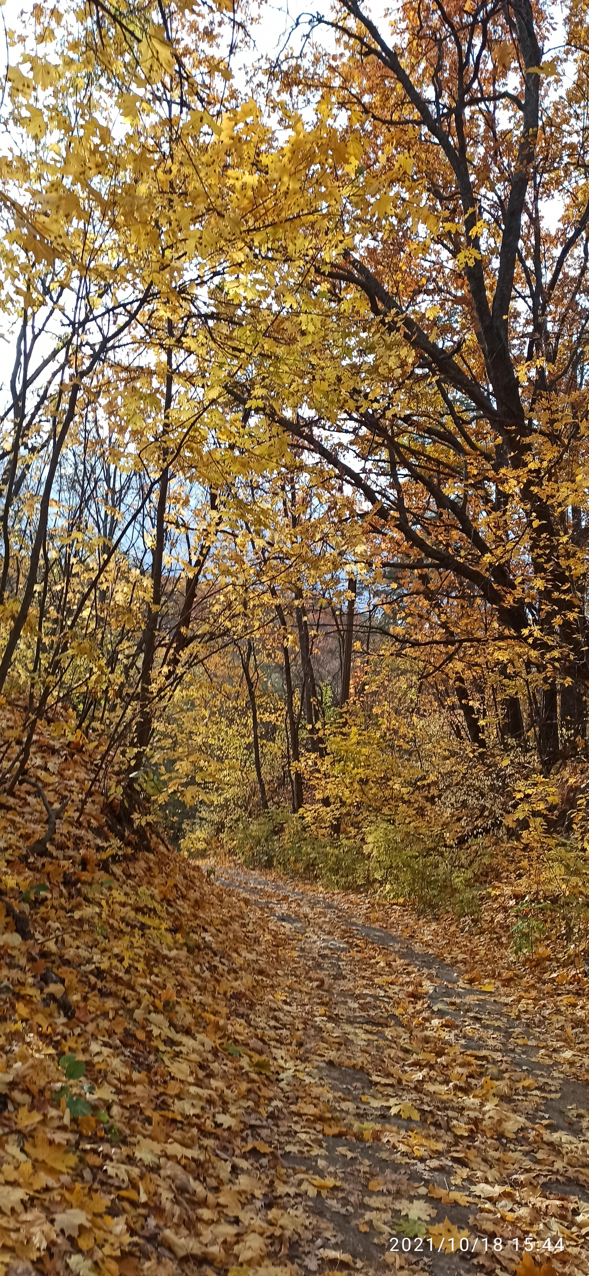 Golden autumn, abandoned Romantic camp - My, A bike, Bike ride, Cannondale, Camp, Abandoned, Autumn, Longpost