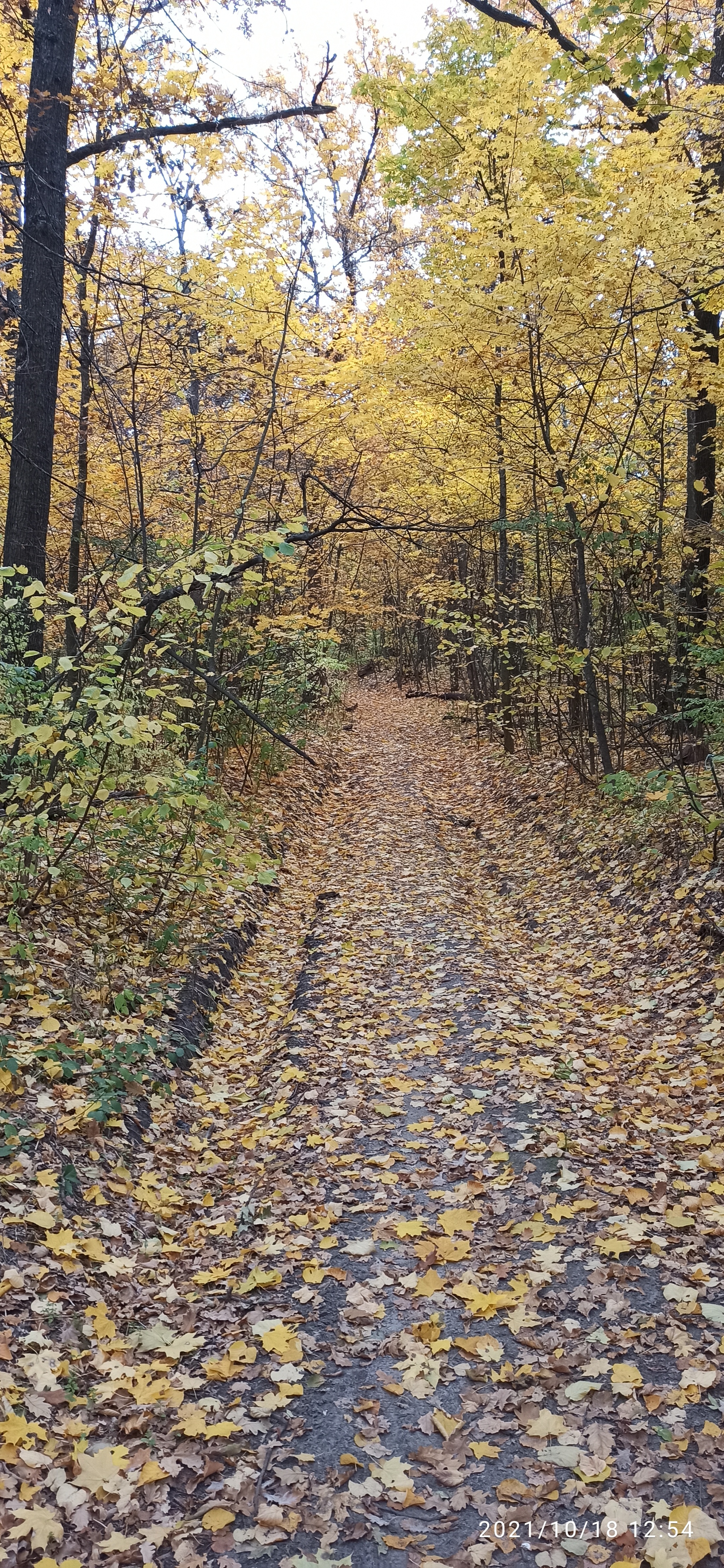 Golden autumn, abandoned Romantic camp - My, A bike, Bike ride, Cannondale, Camp, Abandoned, Autumn, Longpost