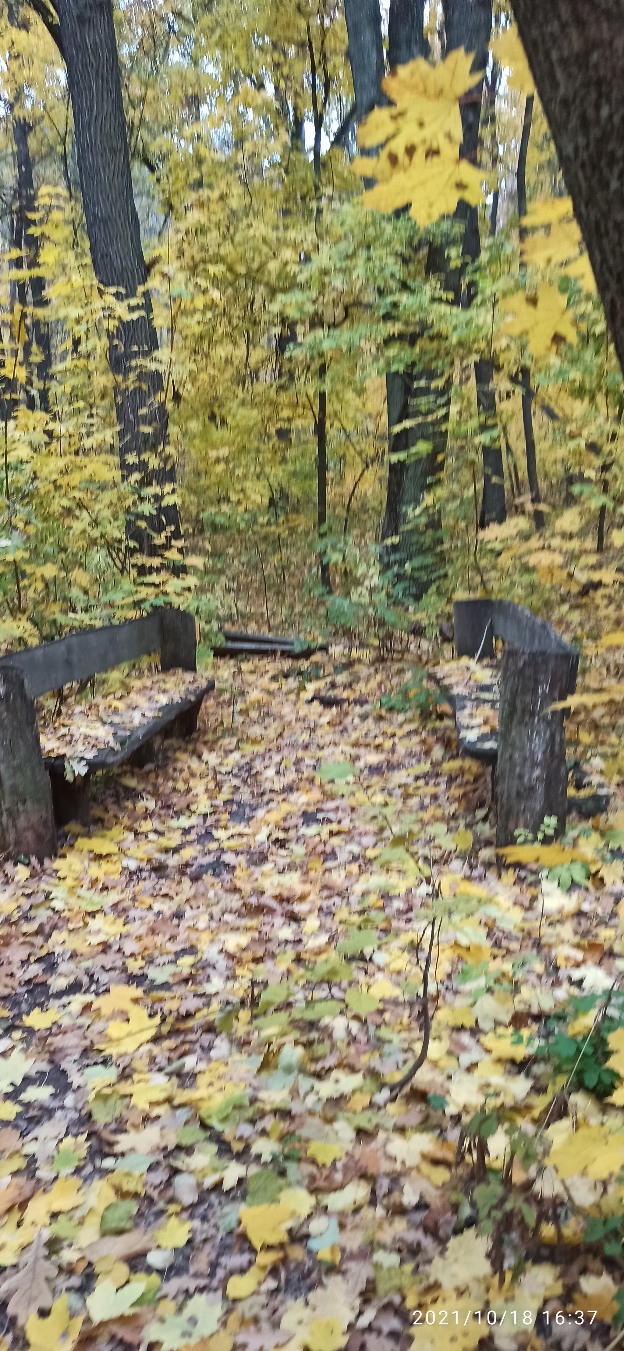 Golden autumn, abandoned Romantic camp - My, A bike, Bike ride, Cannondale, Camp, Abandoned, Autumn, Longpost