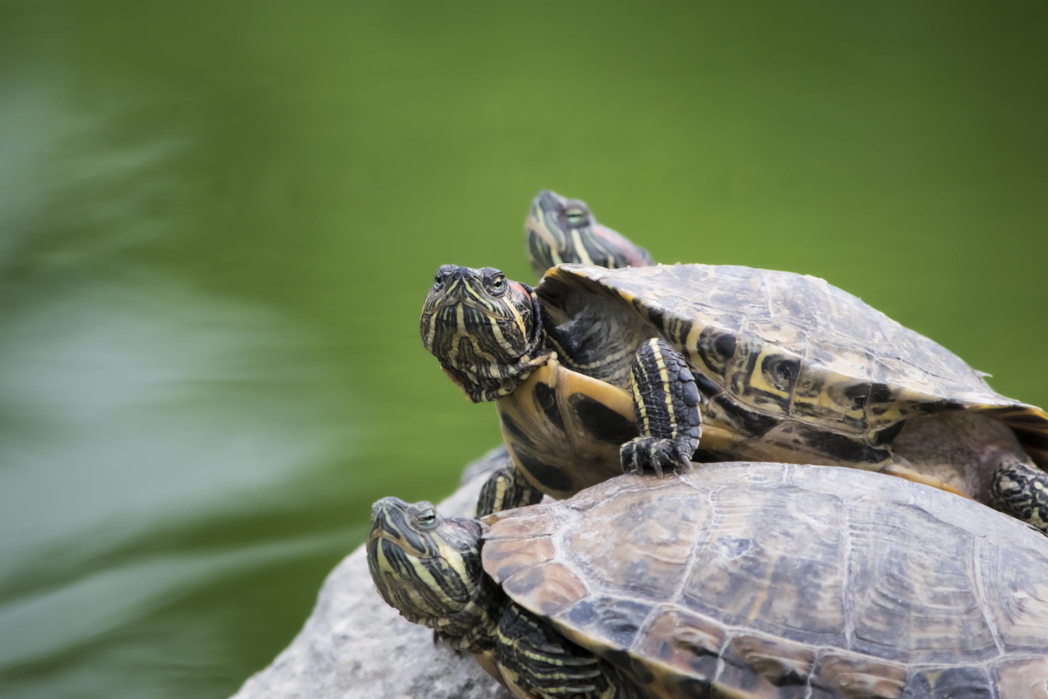 Sevastopol turtles - My, The photo, Pond slider, Longpost, Sevastopol