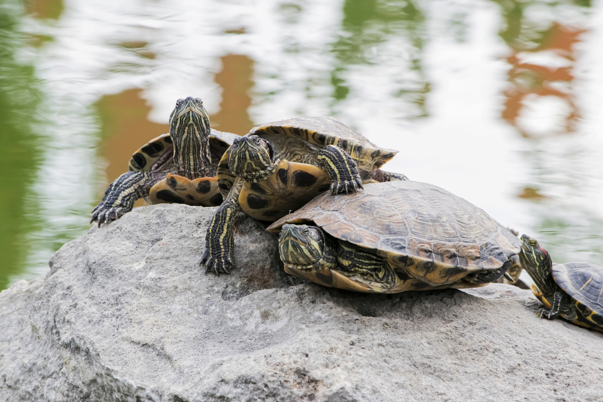 Sevastopol turtles - My, The photo, Pond slider, Longpost, Sevastopol