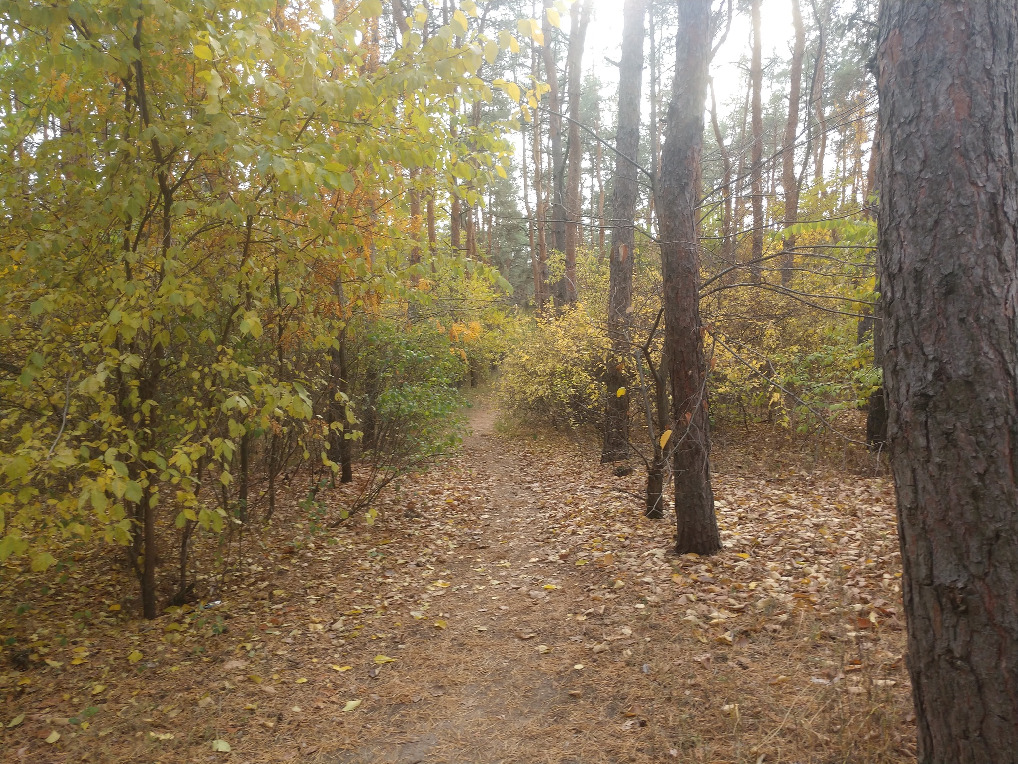 Autumn in my city 2021 - My, Severodonetsk, Autumn, Longpost, The photo