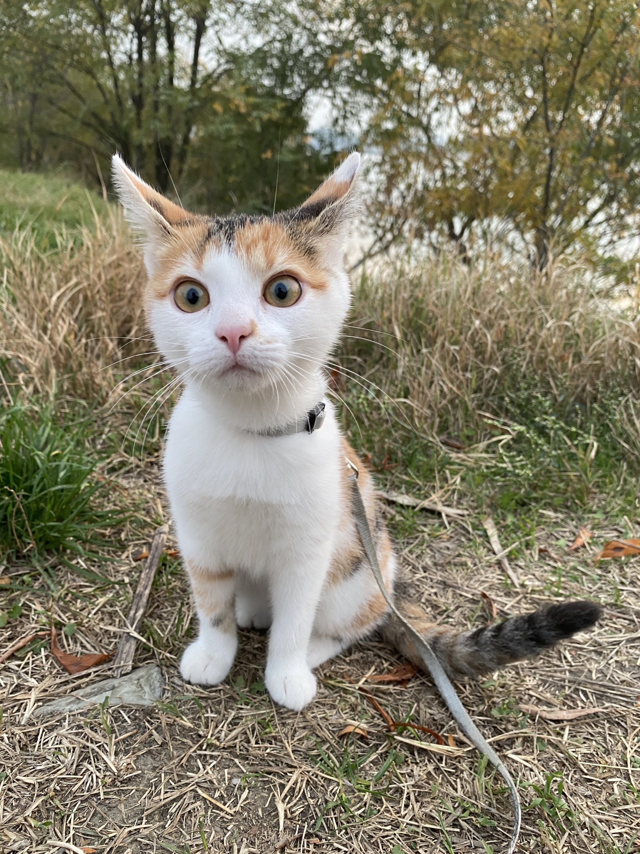 My pug... - My, Tricolor cat, cat, Pets, Walk, The photo