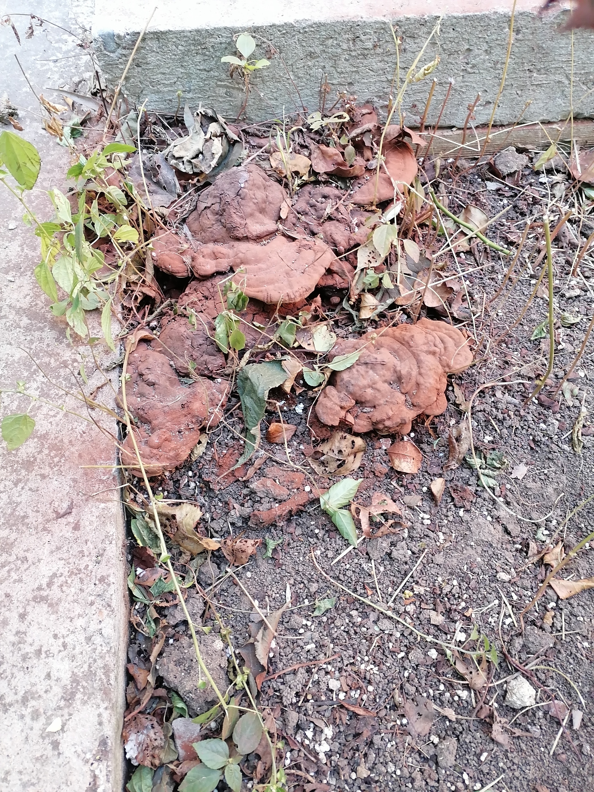 What kind of tough mushroom is in the garden? - Mushroom pickers, What's this?, Identification, Mushrooms, Garden beds, Longpost