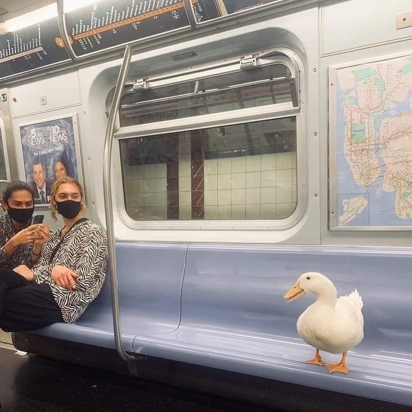 This is my spot - Duck, Metro, Birds, The photo, Гусь