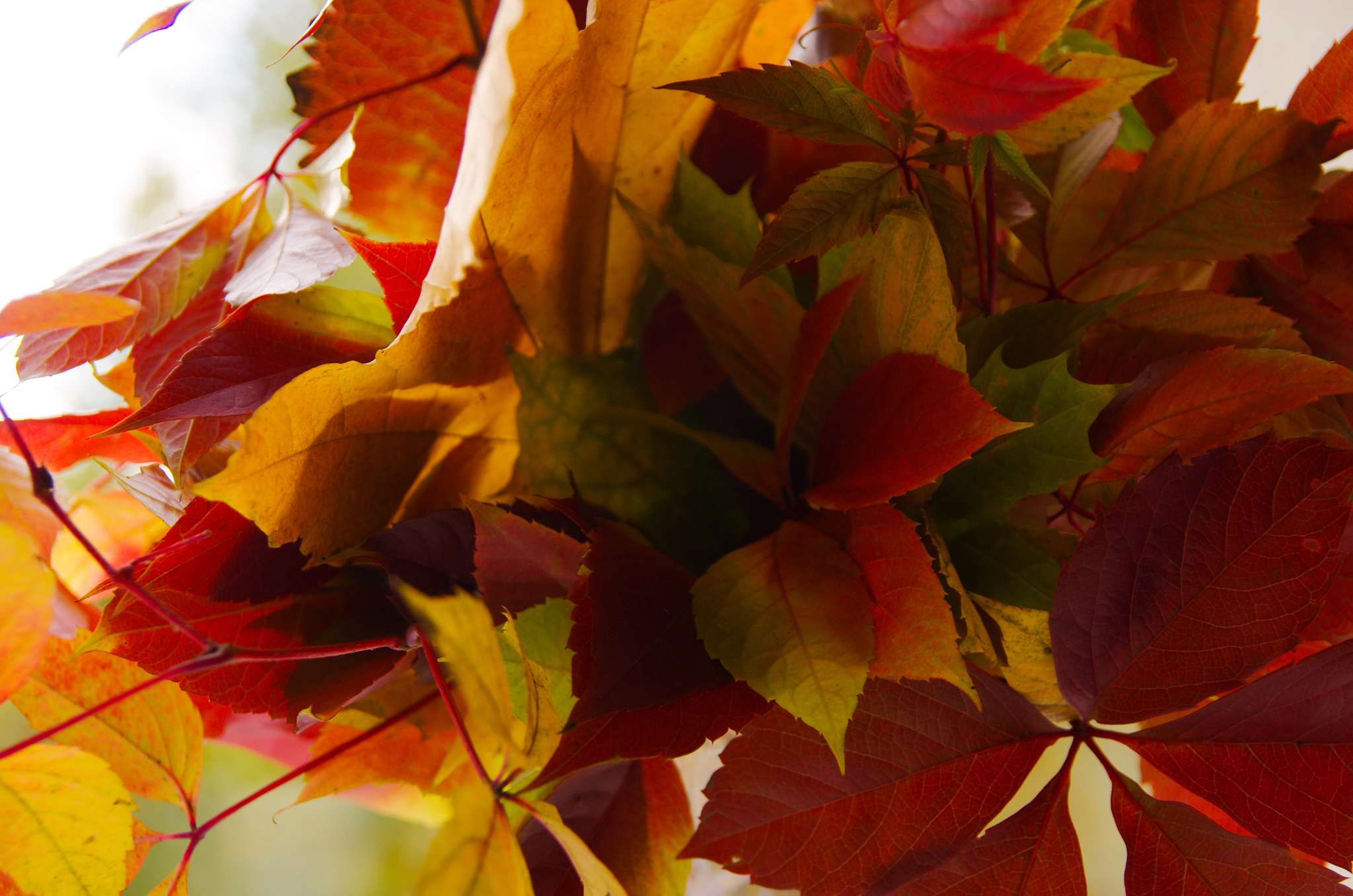 Foliage - My, The photo, Pentax K-5, Autumn, Autumn leaves