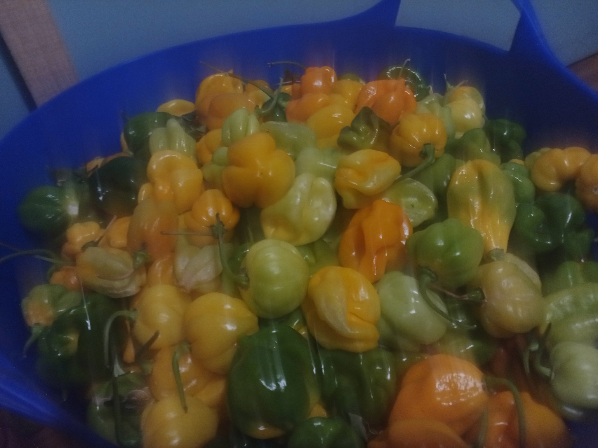 Homemade spicy sauces - My, Spicy sauce, Habanero, Pepper, Yummy, Gardening, Hot peppers, Harvest, Preparation, , Pepper farming, Longpost