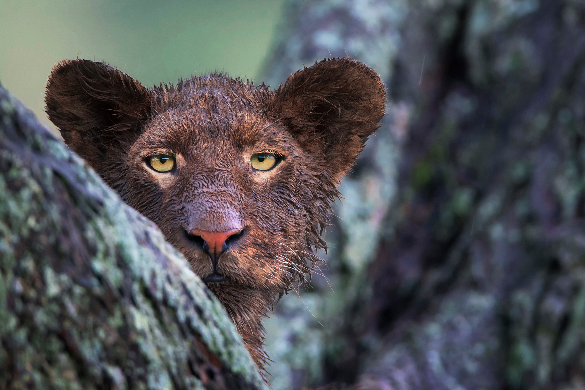 African lion - a lion, Big cats, Cat family, Predatory animals, Wild animals, wildlife, Reserves and sanctuaries, Africa, , The photo, Text, Longpost