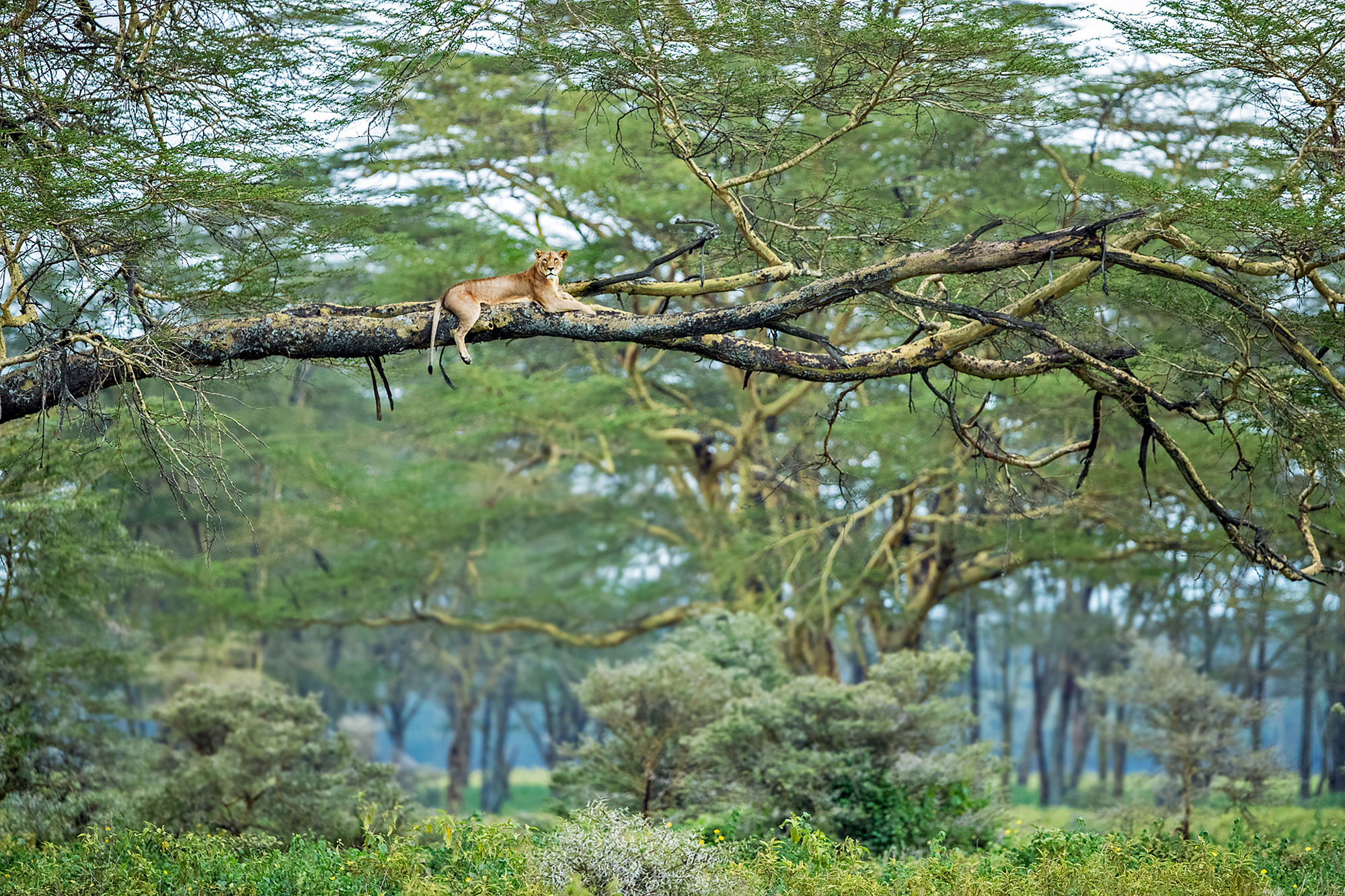 African lion - a lion, Big cats, Cat family, Predatory animals, Wild animals, wildlife, Reserves and sanctuaries, Africa, , The photo, Text, Longpost