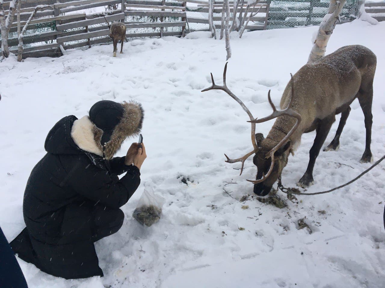 Budget Hunting for the Northern Lights - My, North, Murmansk, Polar Lights, Relaxation, Longpost, Video