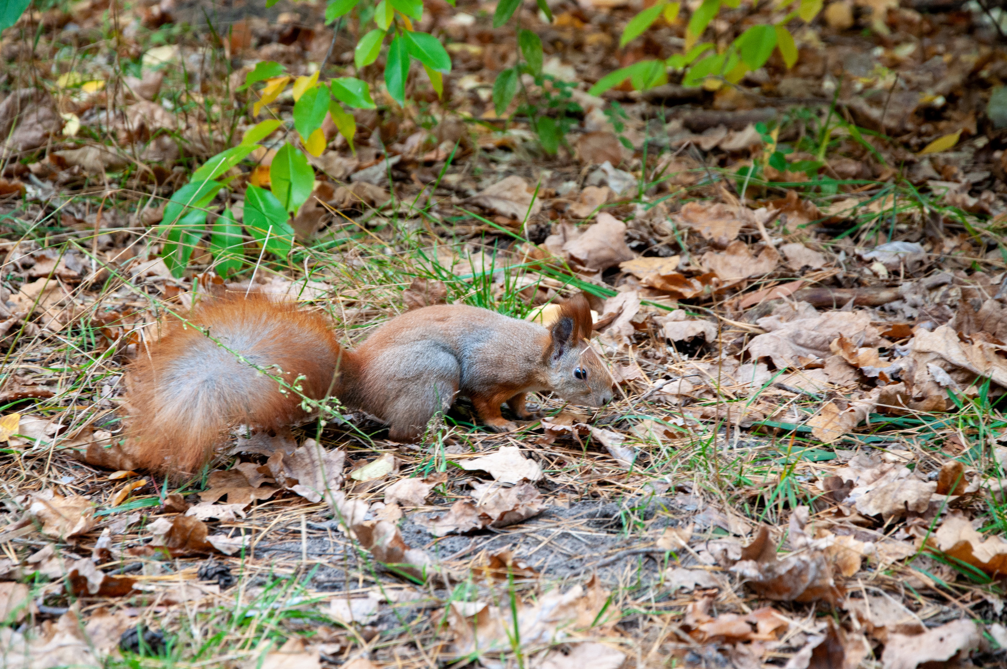 And again squirrels - My, Squirrel, Autumn, Nature, Autumn leaves, Longpost