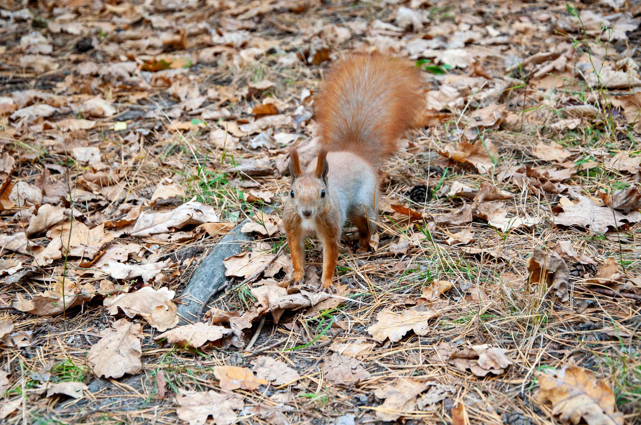 And again squirrels - My, Squirrel, Autumn, Nature, Autumn leaves, Longpost