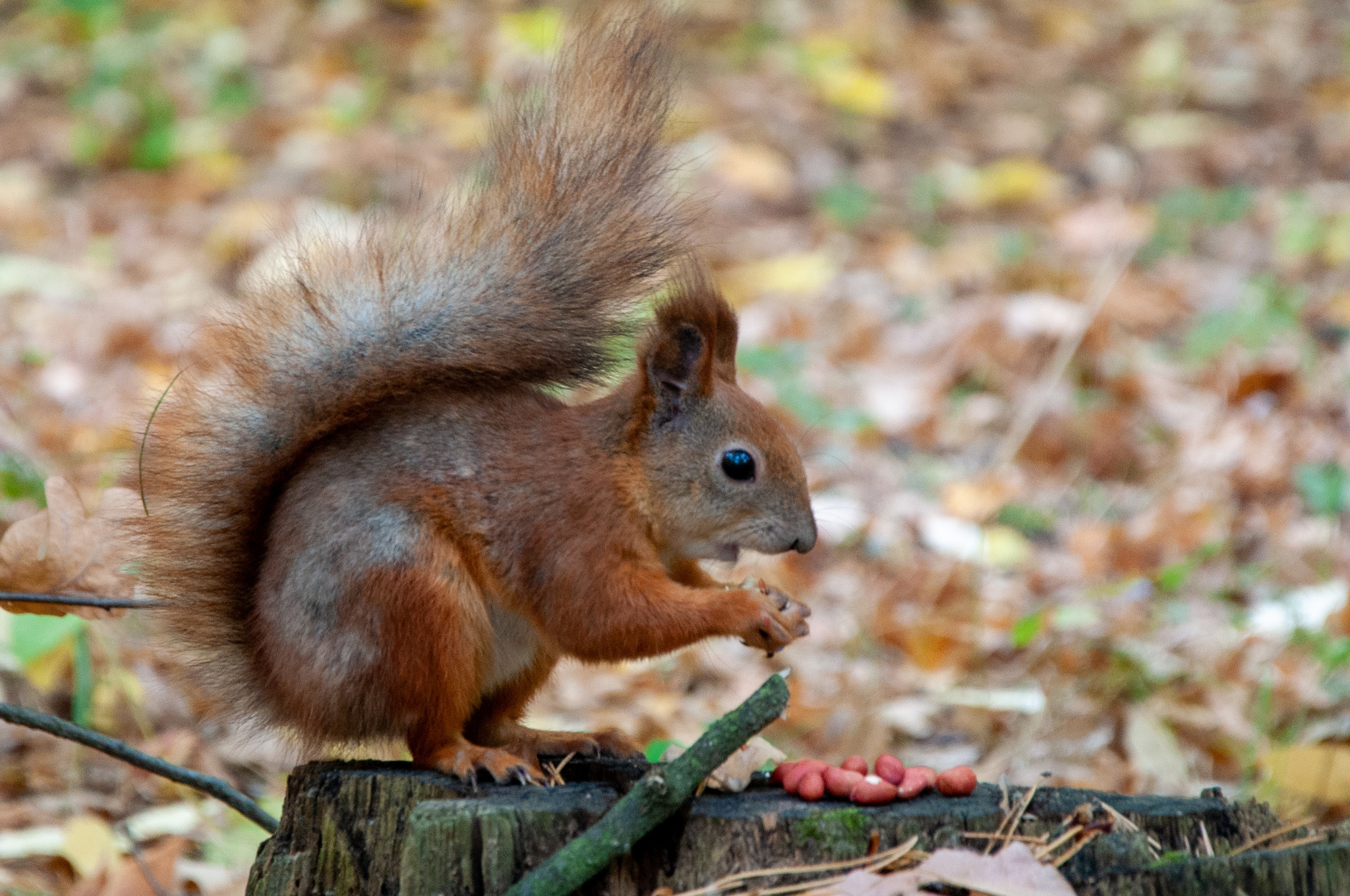 And again squirrels - My, Squirrel, Autumn, Nature, Autumn leaves, Longpost