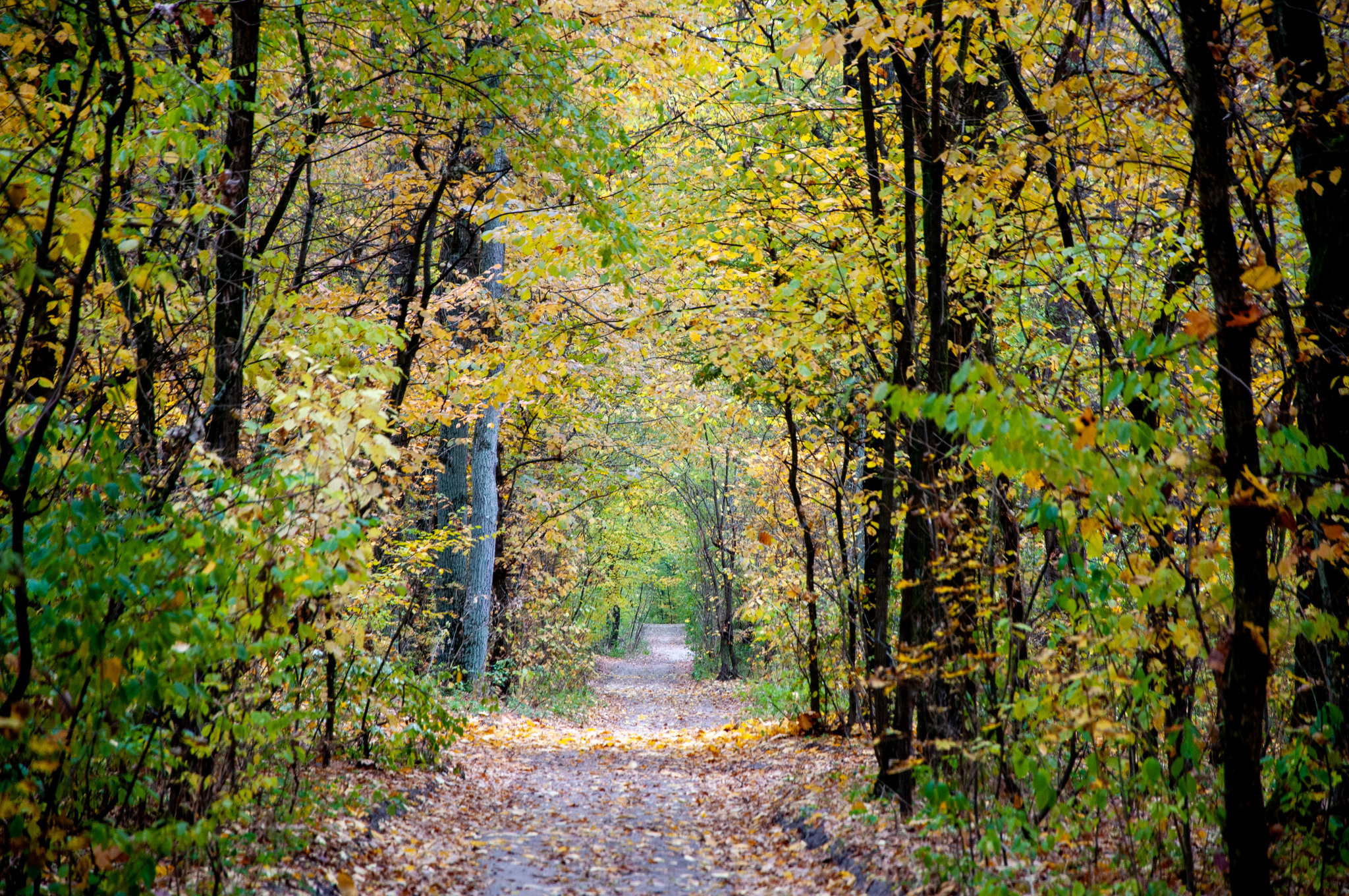 And again squirrels - My, Squirrel, Autumn, Nature, Autumn leaves, Longpost