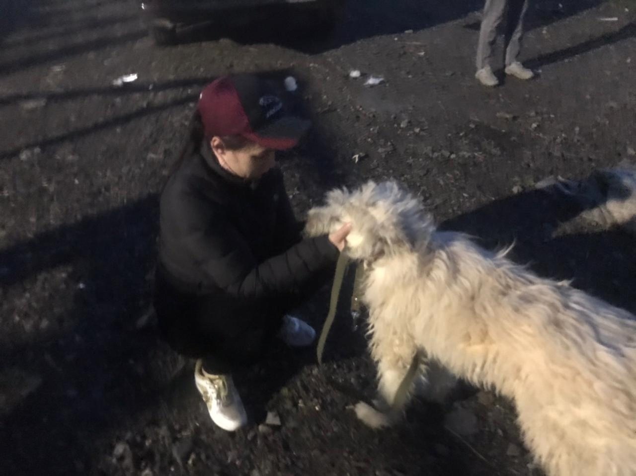 Saved Souls: A Chance for a Happy Life - My, Homeless animals, In good hands, Animal shelter, Helping animals, Animal Rescue, Murmansk region, Murmansk, Petrozavodsk, , Lost, Veterinary, Treatment, Longpost, Dog, No rating