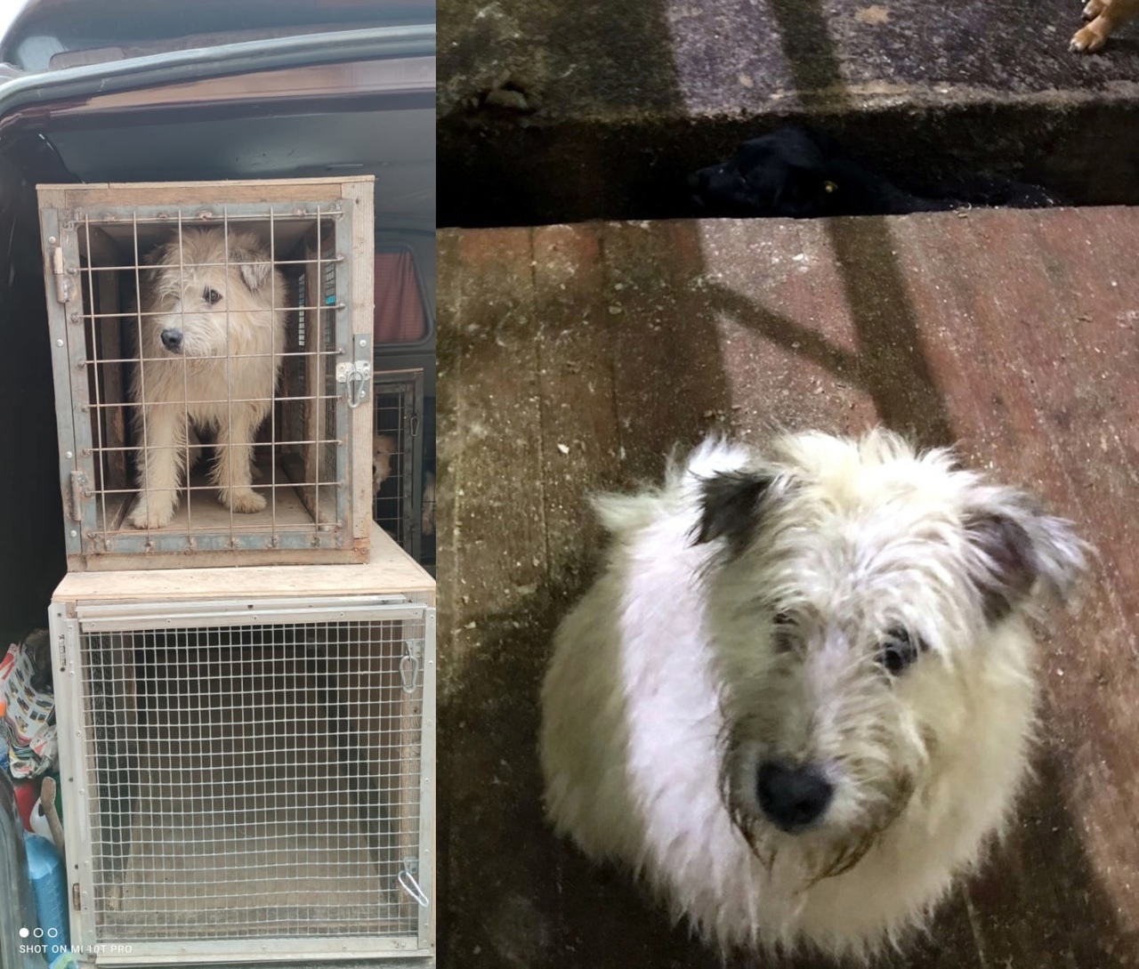 Saved Souls: A Chance for a Happy Life - My, Homeless animals, In good hands, Animal shelter, Helping animals, Animal Rescue, Murmansk region, Murmansk, Petrozavodsk, , Lost, Veterinary, Treatment, Longpost, Dog, No rating