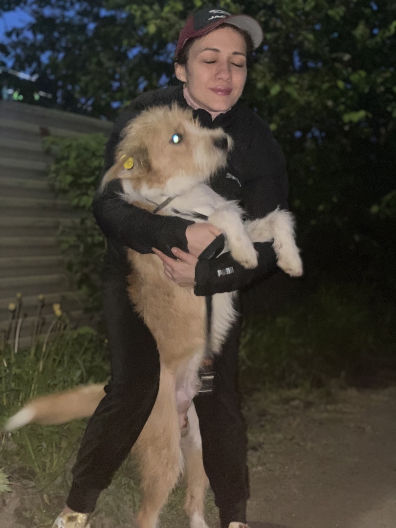 Saved Souls: A Chance for a Happy Life - My, Homeless animals, In good hands, Animal shelter, Helping animals, Animal Rescue, Murmansk region, Murmansk, Petrozavodsk, , Lost, Veterinary, Treatment, Longpost, Dog, No rating