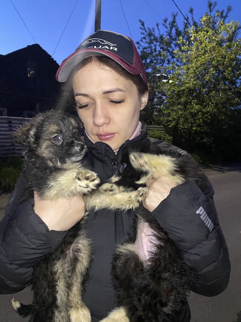 Saved Souls: A Chance for a Happy Life - My, Homeless animals, In good hands, Animal shelter, Helping animals, Animal Rescue, Murmansk region, Murmansk, Petrozavodsk, , Lost, Veterinary, Treatment, Longpost, Dog, No rating