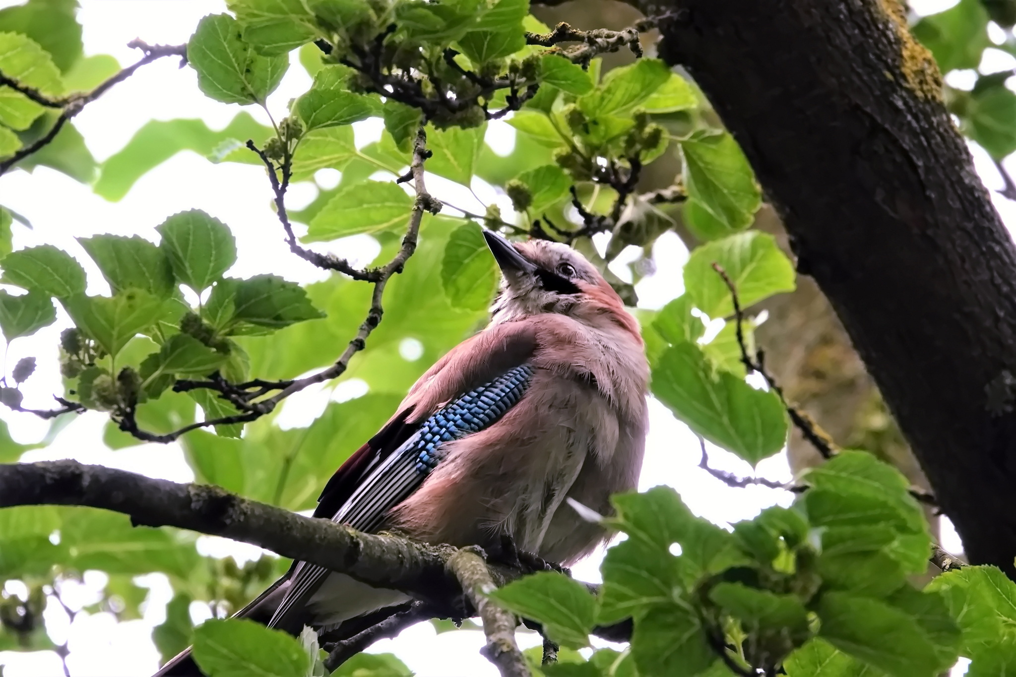 beautiful bird jay - My, Jay, Birds, Nature, The photo