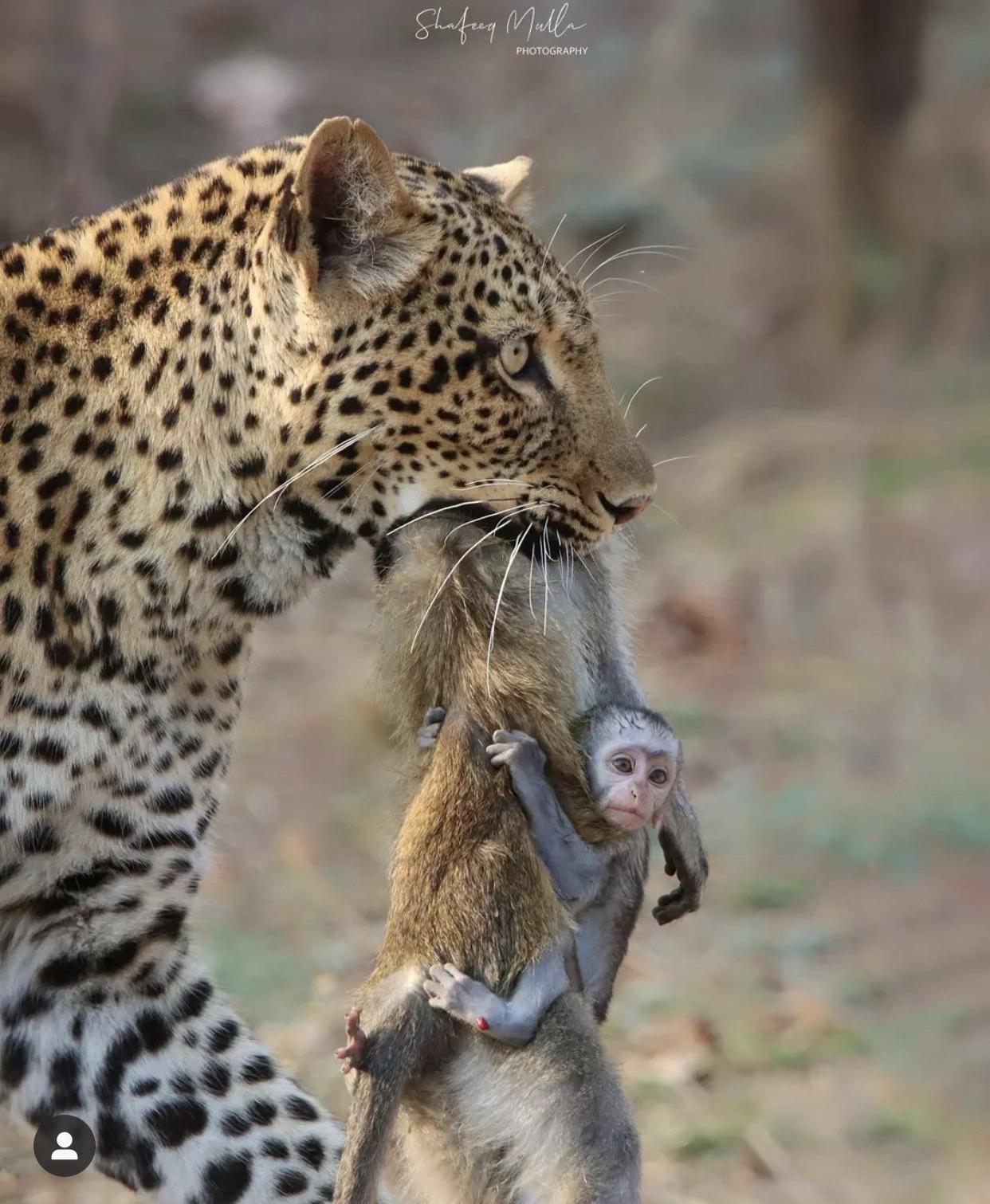 Circle of life - A life, Nature, wildlife, Leopard, Monkey, South Luangwa