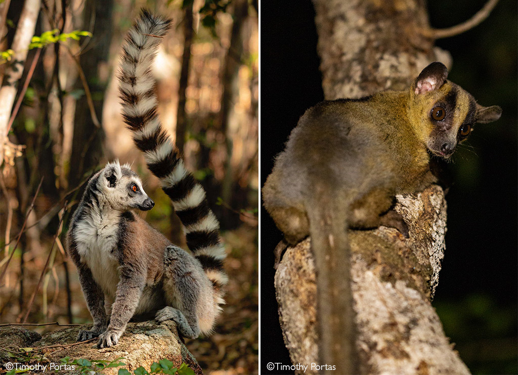 Лемуры Мадагаскара | Пикабу