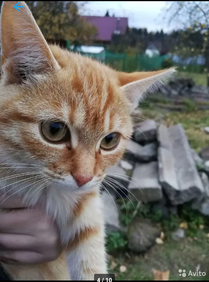 Kittens freeze - Kittens, Saint Petersburg, cat, Redheads, Tricolor cat, Longpost, In good hands, Abandoned