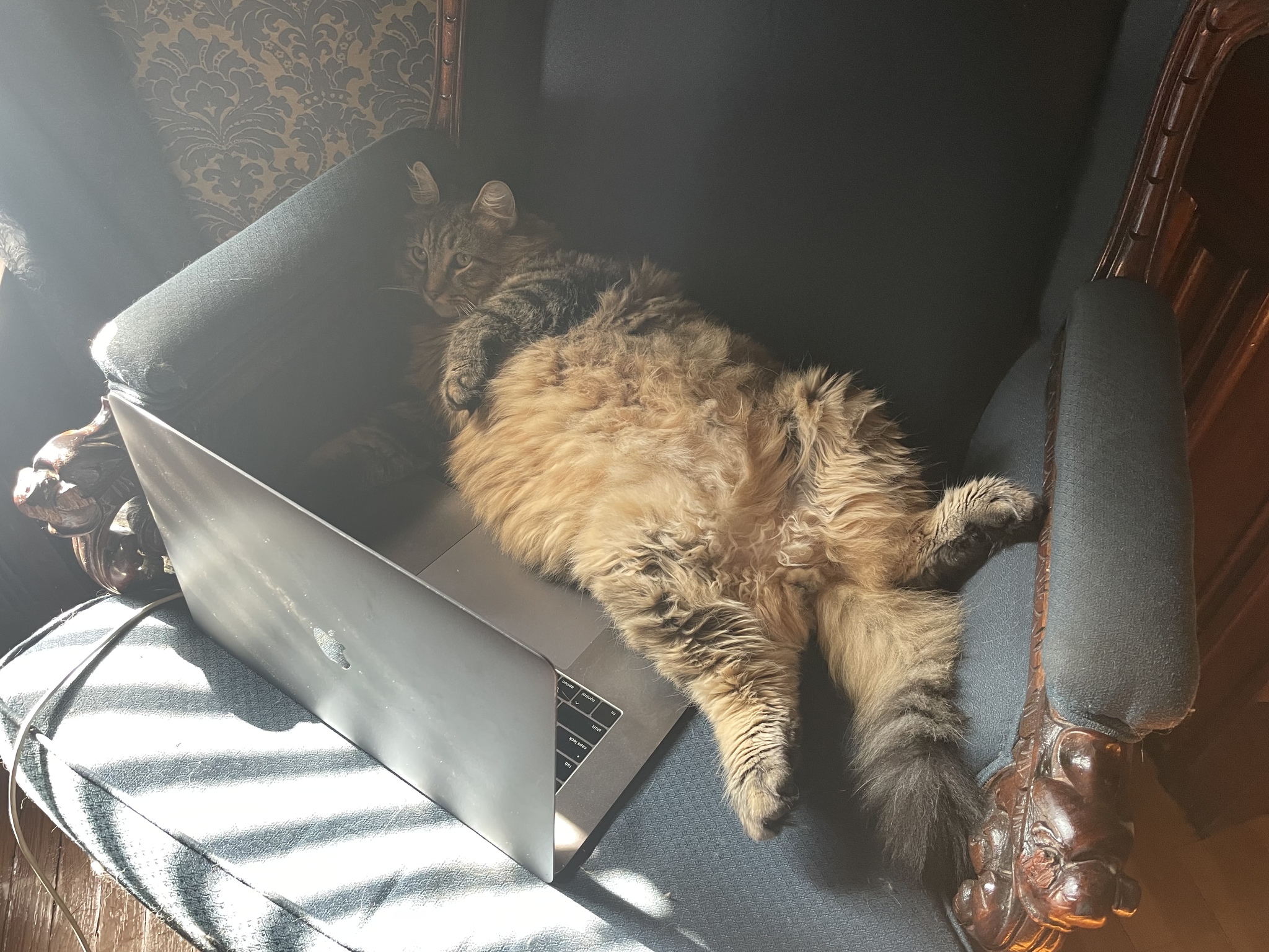 Work is on time - My, cat, The bone is fluffy, Maine Coon, Fat cats, The photo