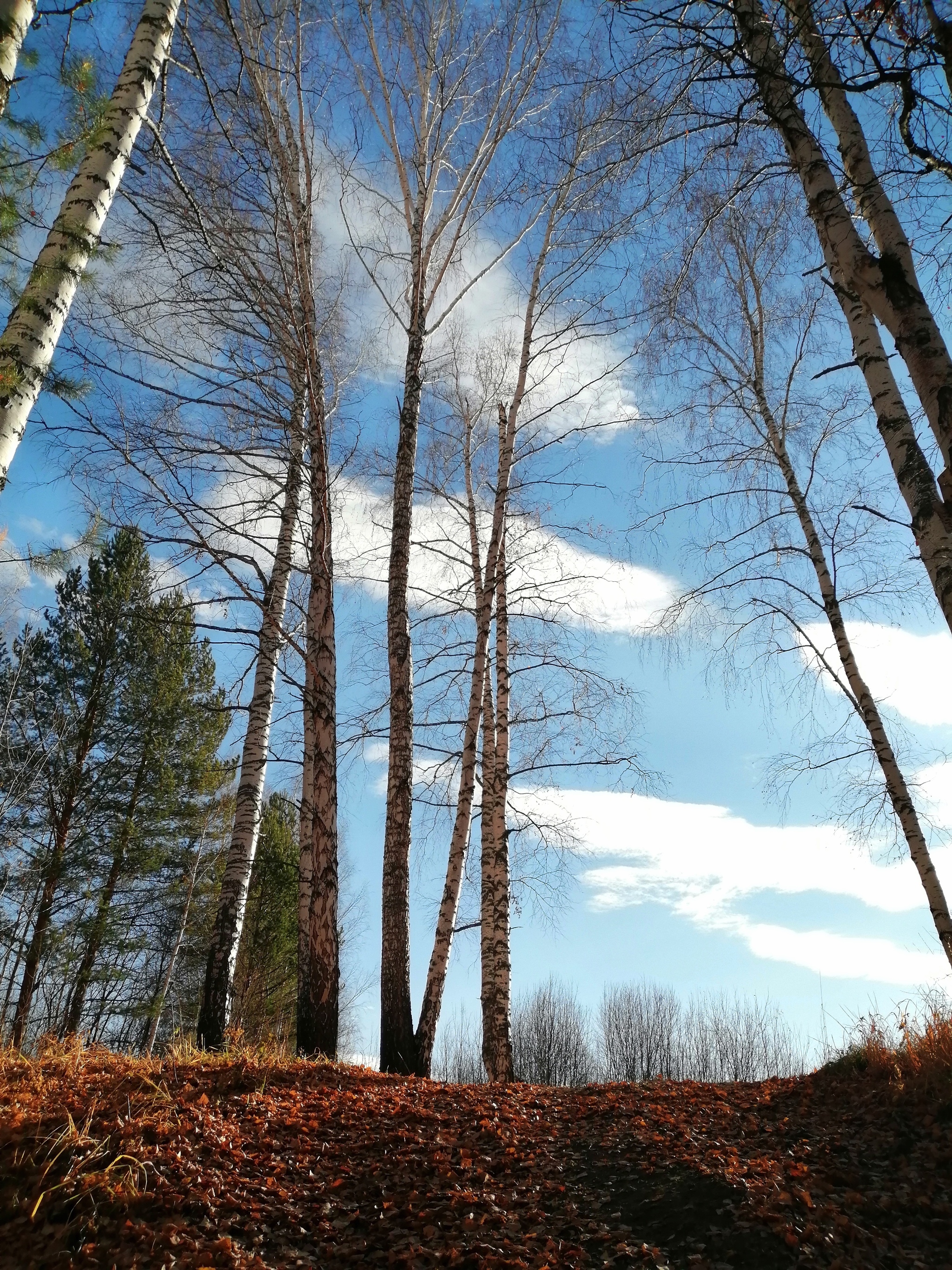 Белка сменила шкурку - Моё, Мобильная фотография, Урал, Осень, Настроение, Видео, Длиннопост