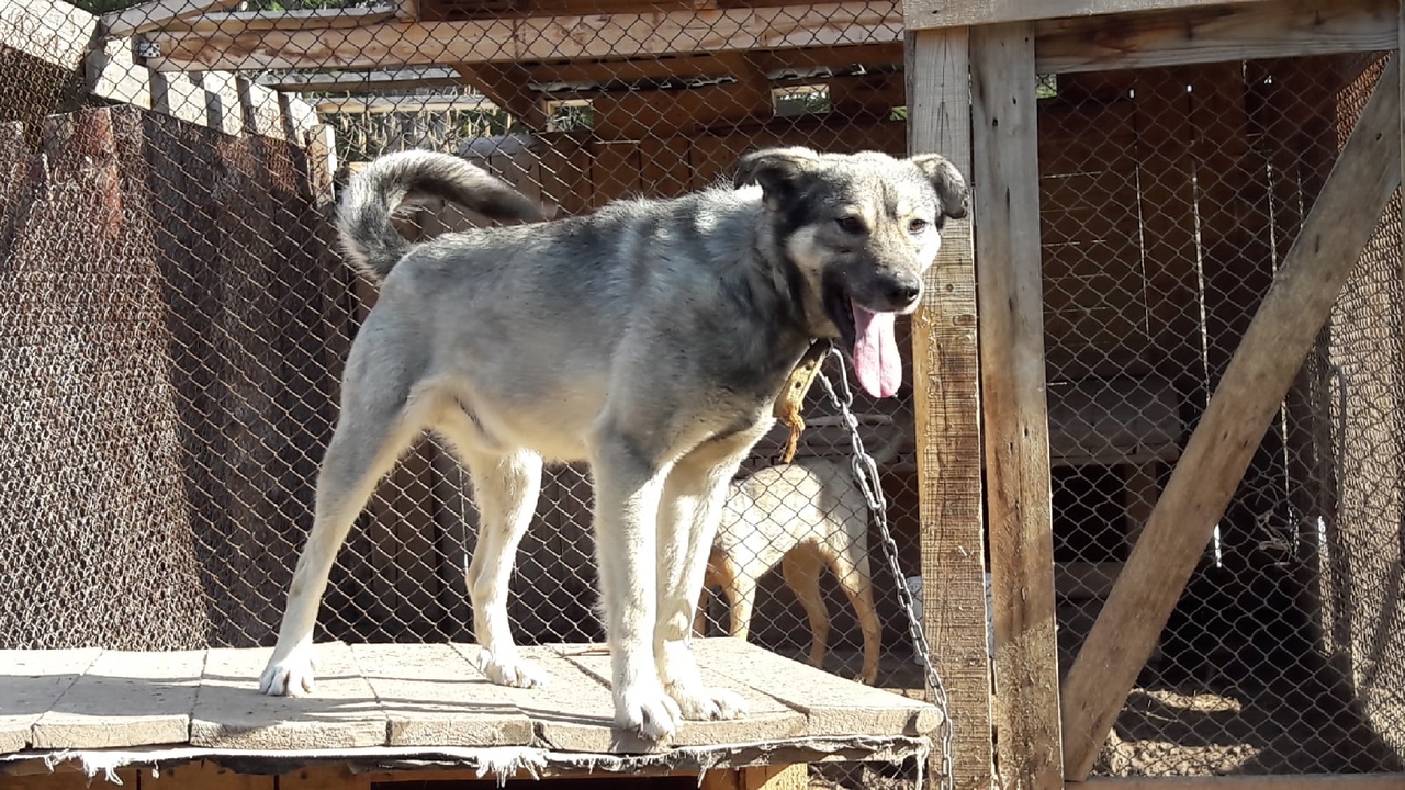 The strong man is waiting for the owner and really wants to go home - Dog, Shelter, Perm Territory, In good hands, No rating, Longpost