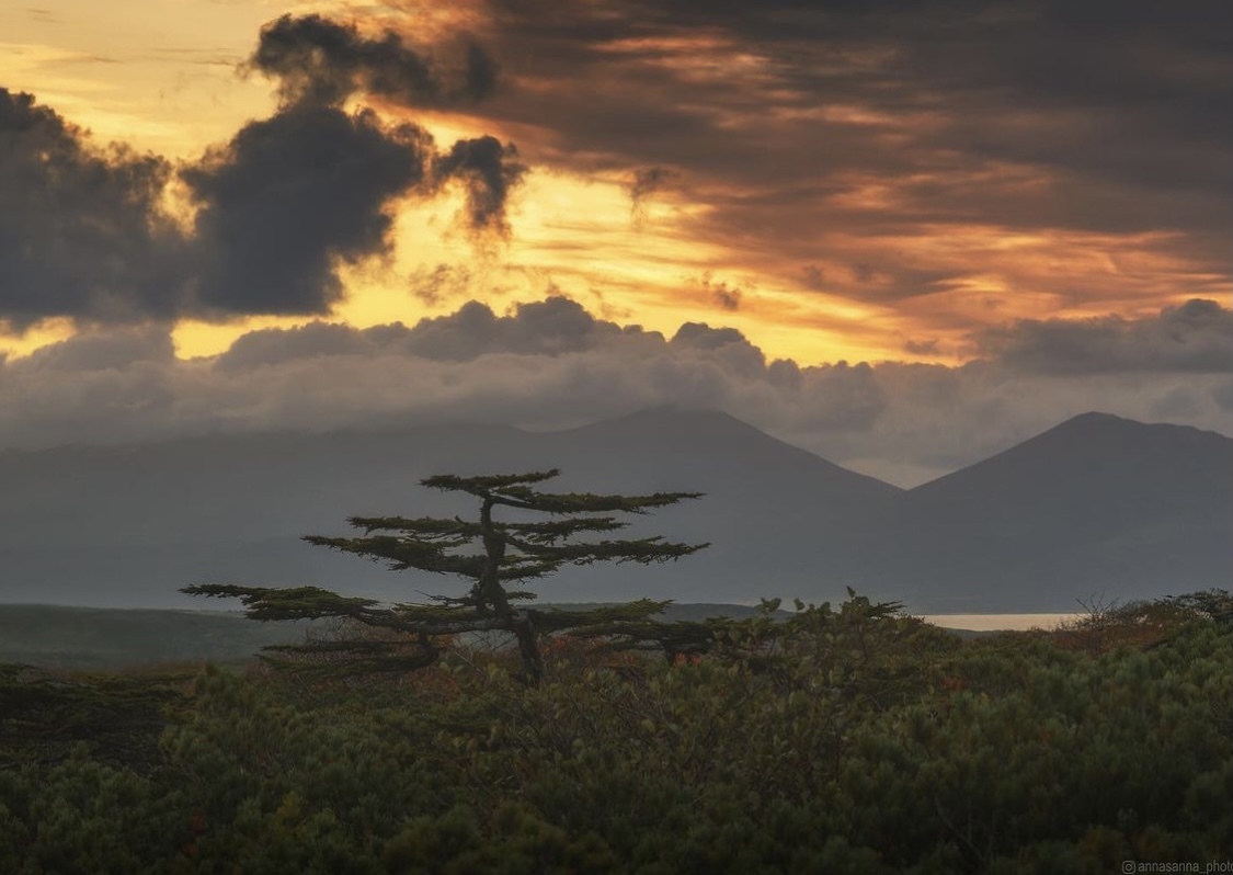 Golden autumn in the Kuriles - Landscape, Kurile Islands, Iturup, Bonsai, dawn, Sakhalin Region, Longpost