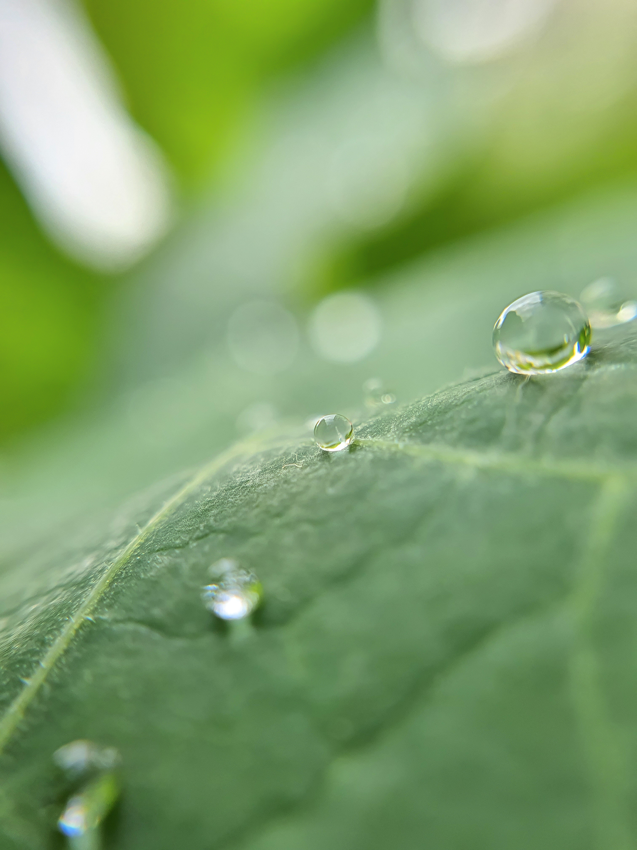 Mobile photo - My, Mobile photography, Macro photography, Dew, Longpost