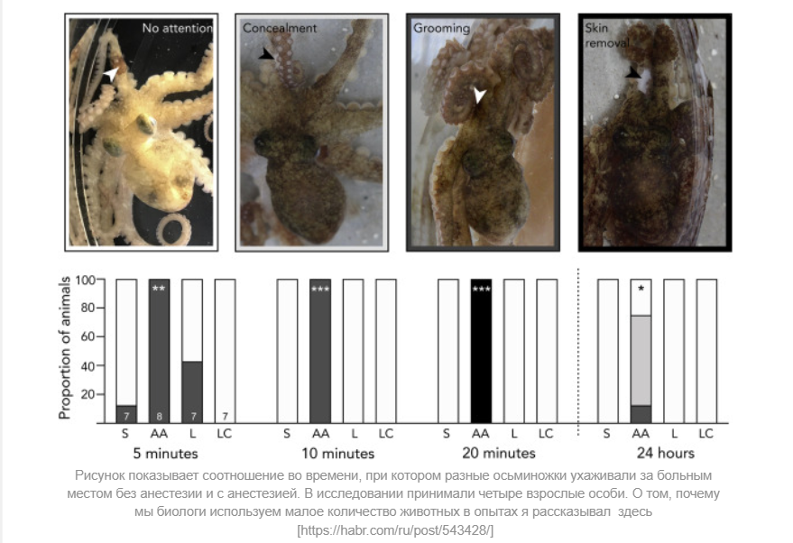 Do invertebrates experience pain? - My, Pain, Invertebrates, Brain, Clam, Cephalopods, Howard Phillips Lovecraft, Animals, Biology, , Informative, Scientists, The science, Nauchpop, Research, Paleontology, Experiment, Chemistry, Anatomy, Video, Longpost