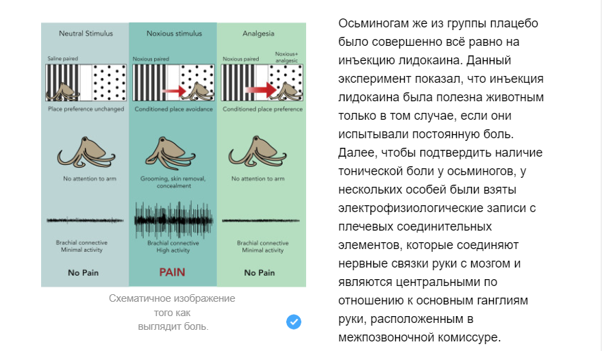 Do invertebrates experience pain? - My, Pain, Invertebrates, Brain, Clam, Cephalopods, Howard Phillips Lovecraft, Animals, Biology, , Informative, Scientists, The science, Nauchpop, Research, Paleontology, Experiment, Chemistry, Anatomy, Video, Longpost