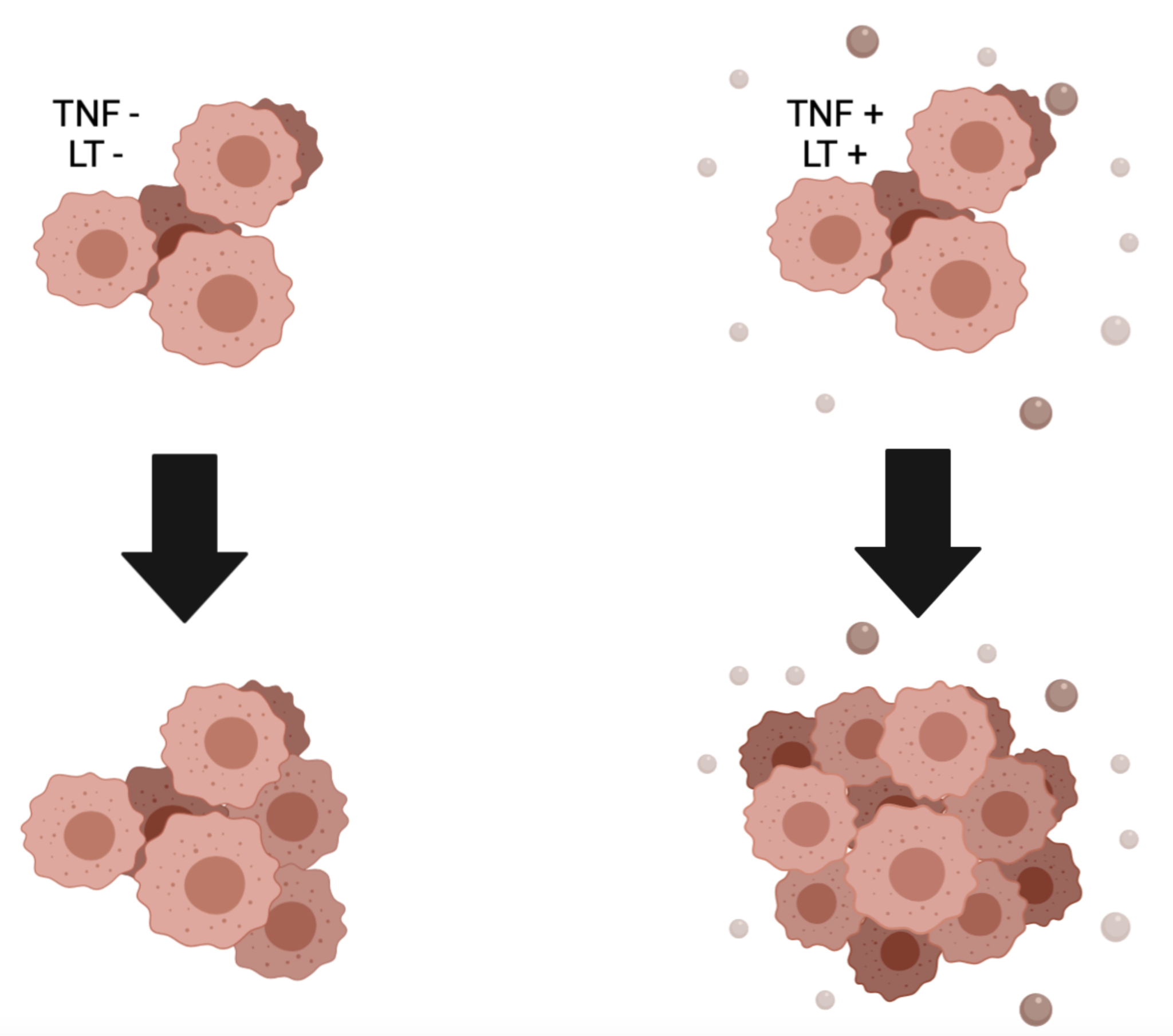 On Immunity, Cancer, and Allergies, Part One: The Failure of Cancer Therapy - My, Biology, Oncology, Crayfish, Longpost, Cancer and oncology