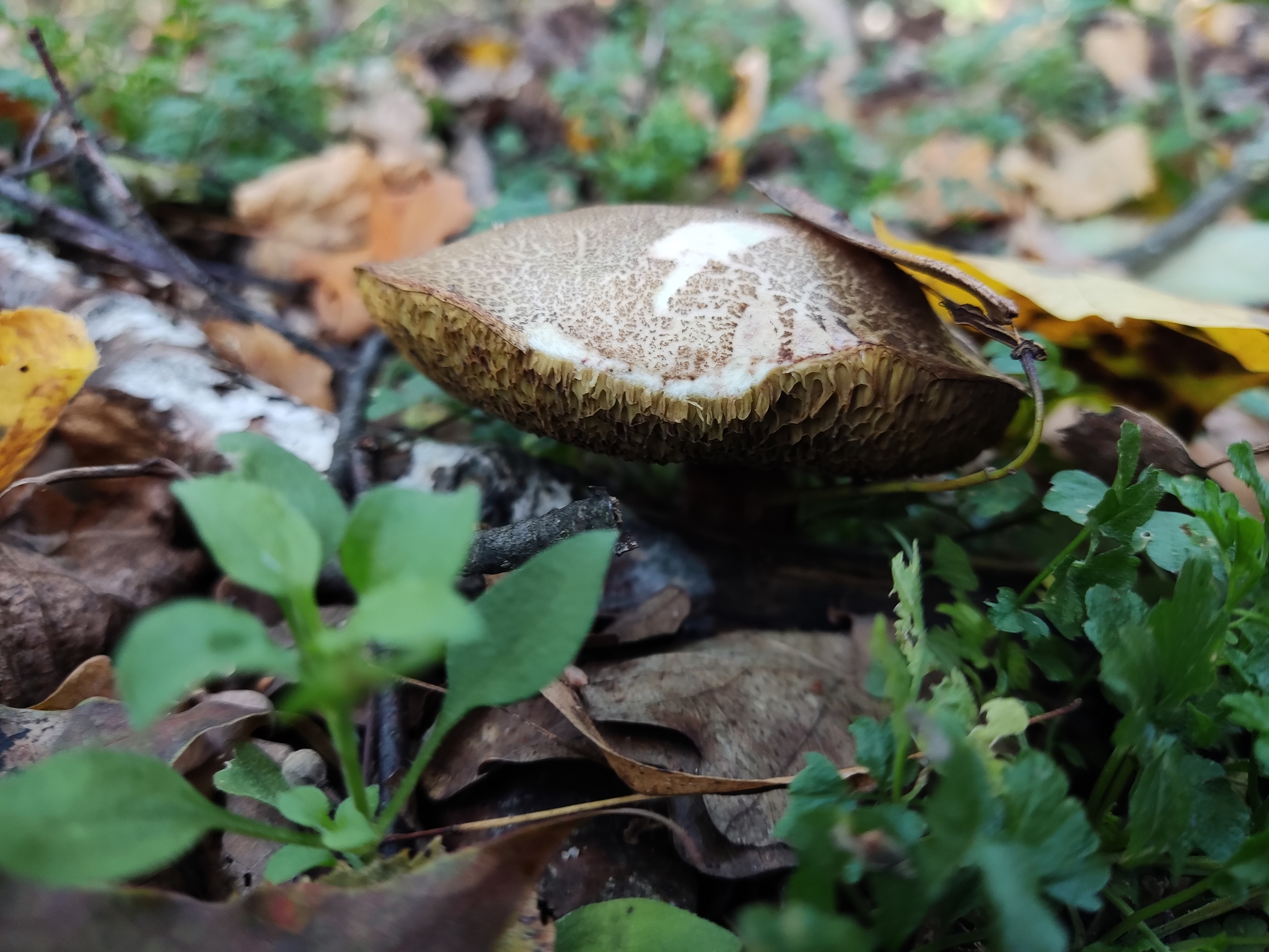 Autumn time - My, Mobile photography, Autumn, Nature, Mushrooms, Longpost