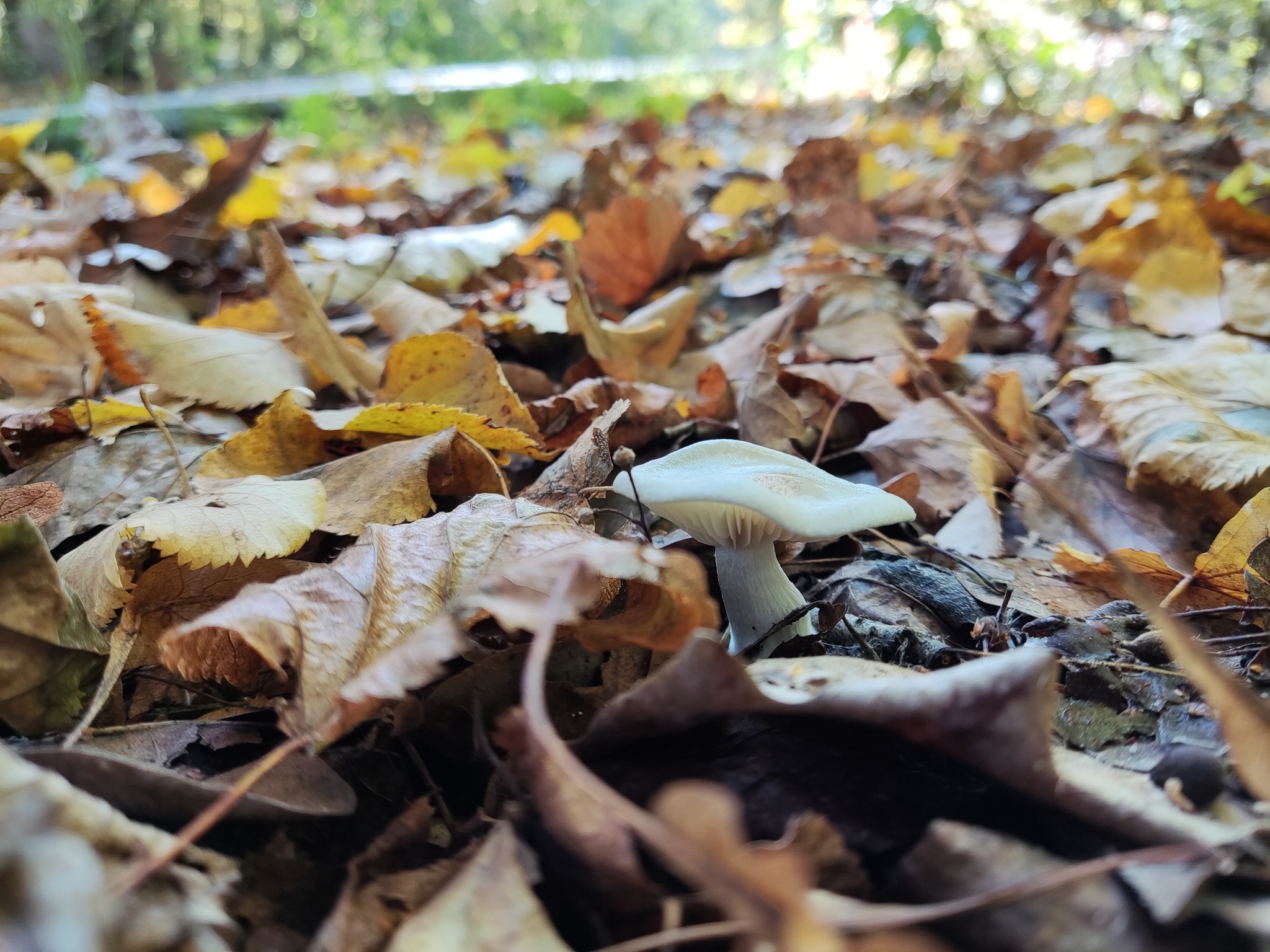 Autumn time - My, Mobile photography, Autumn, Nature, Mushrooms, Longpost