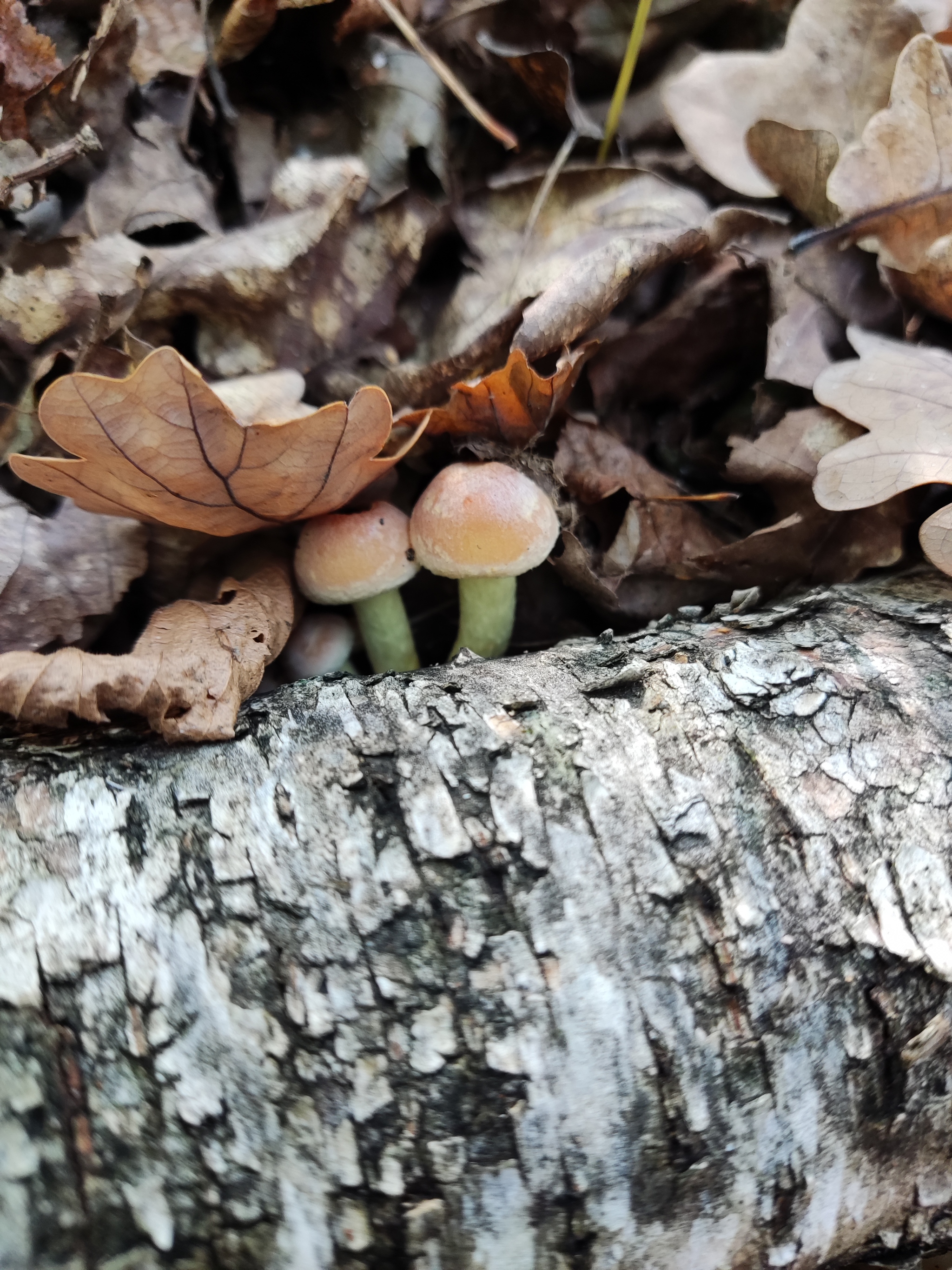 Autumn time - My, Mobile photography, Autumn, Nature, Mushrooms, Longpost