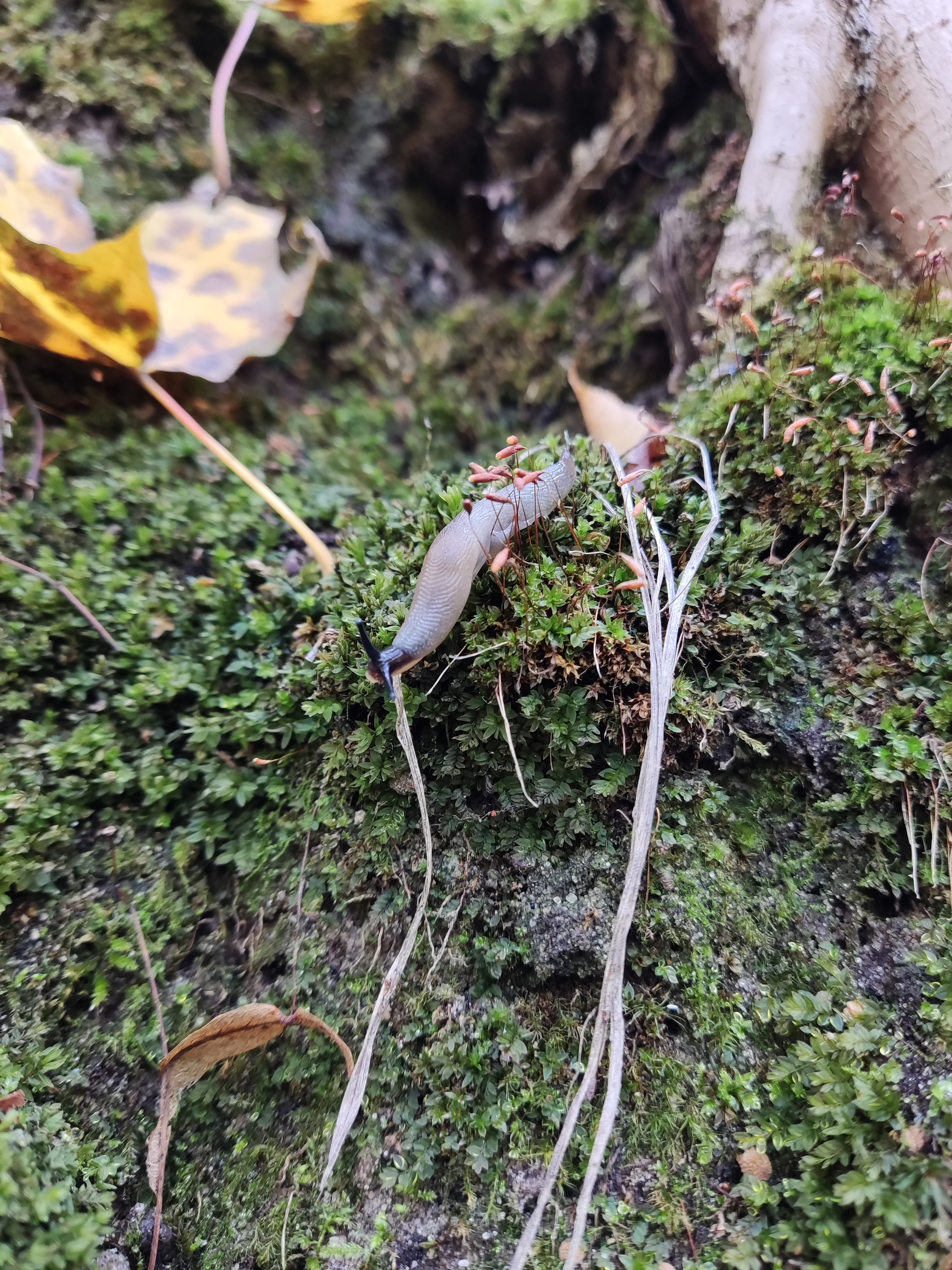 Autumn time - My, Mobile photography, Autumn, Nature, Mushrooms, Longpost