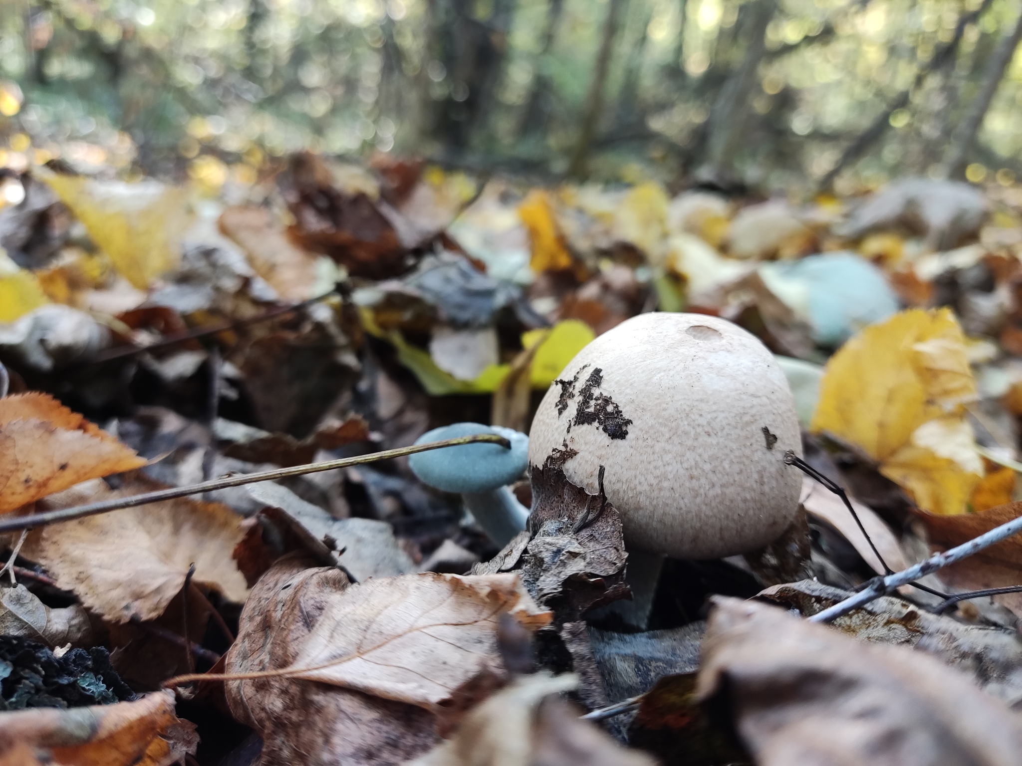 Autumn time - My, Mobile photography, Autumn, Nature, Mushrooms, Longpost