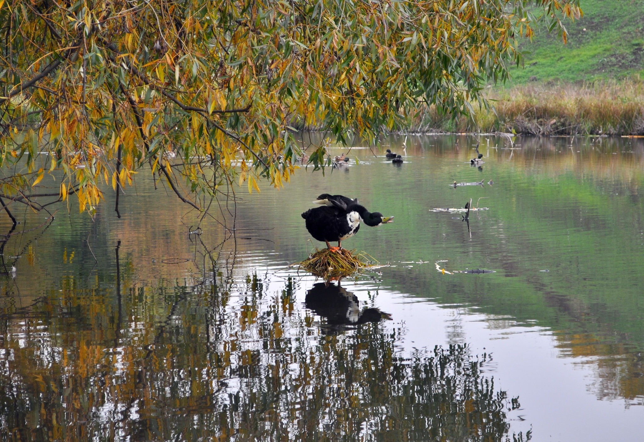 Morning Streltsy Sloboda - My, , Tula region, Landscape, October, Nikon, 18-55 kit, Morning, Video, Longpost