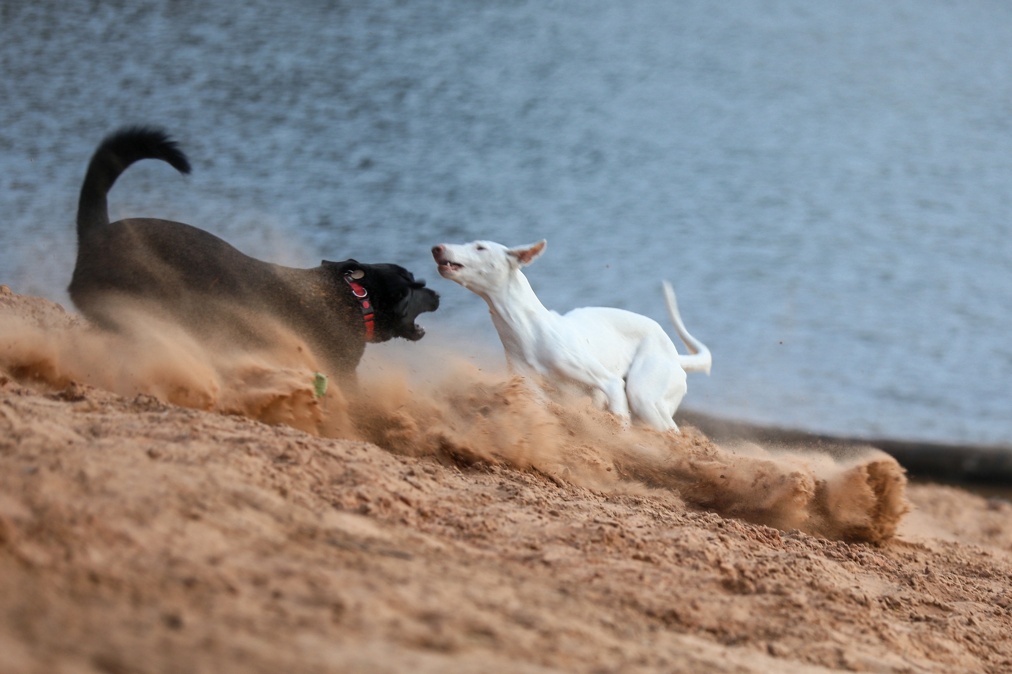 I went with Arisha to run and take pictures - My, Podenko Ibitsenko, Dog days, Dog, Longpost