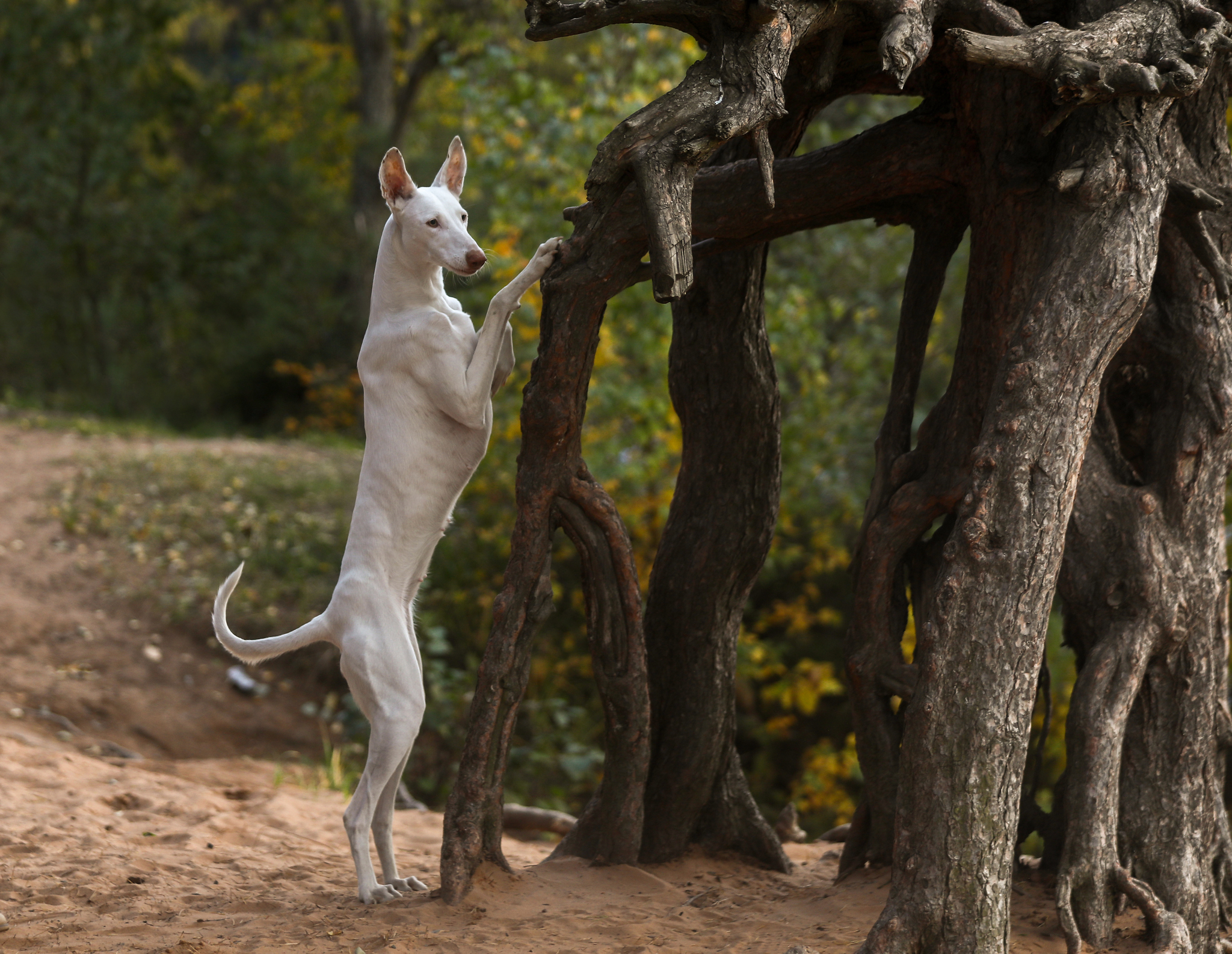 I went with Arisha to run and take pictures - My, Podenko Ibitsenko, Dog days, Dog, Longpost