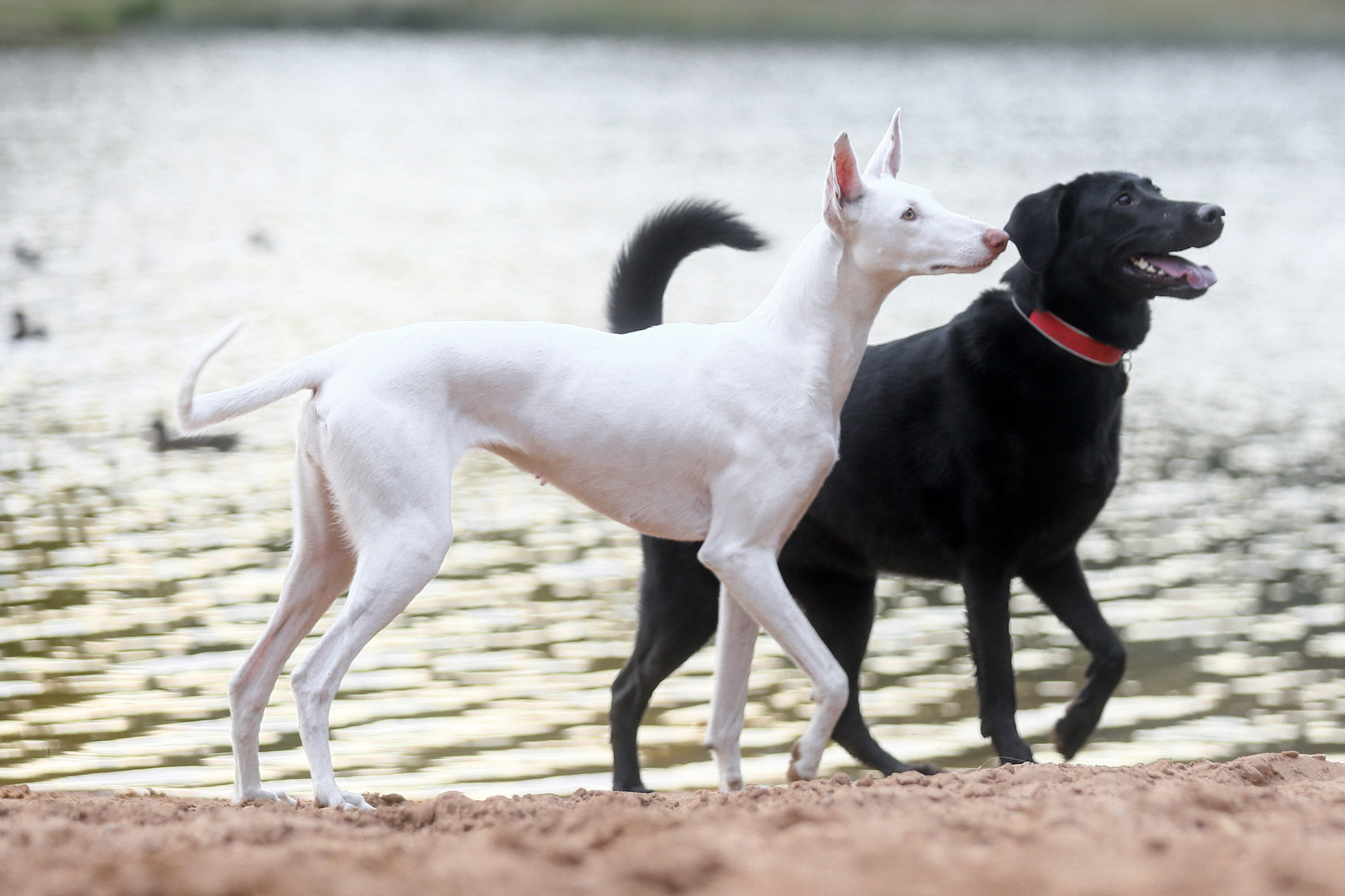 I went with Arisha to run and take pictures - My, Podenko Ibitsenko, Dog days, Dog, Longpost