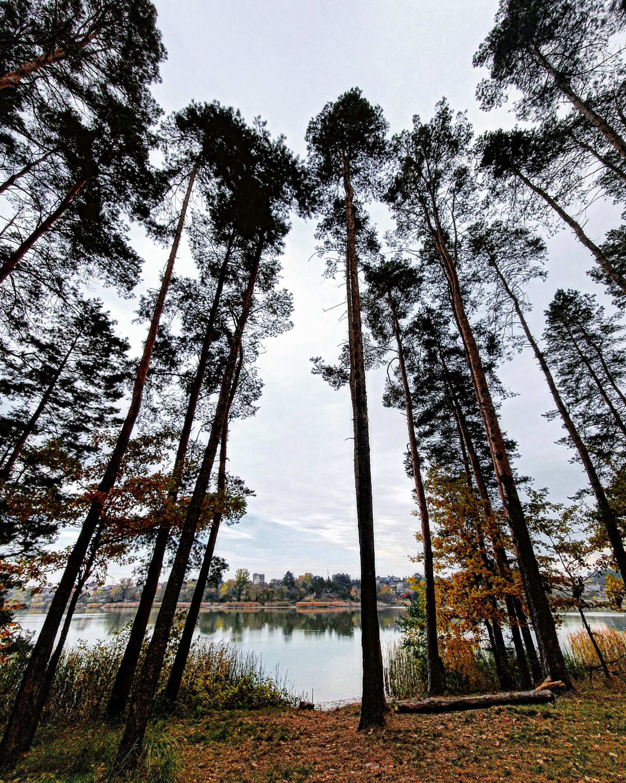 Autumn forest. Bobritsa, Kyiv region - My, Autumn, Forest, Nature, Longpost