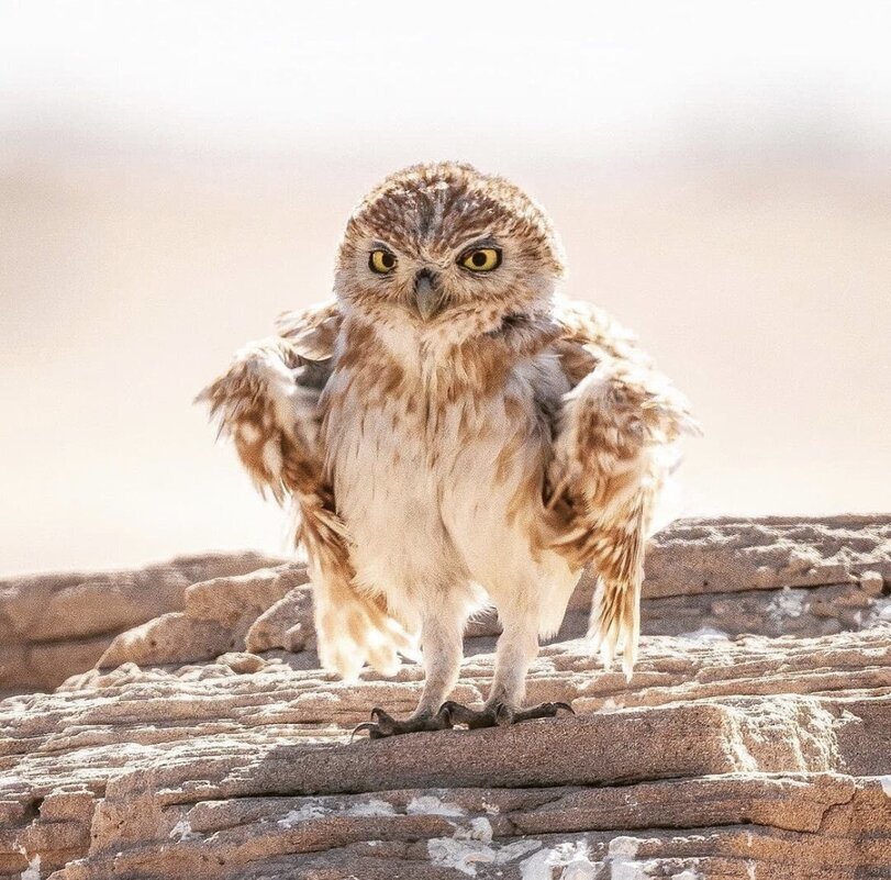 So, blet - Owl, So blet, Birds, The photo