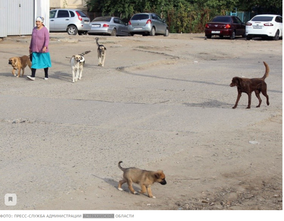 Rabies quarantine announced in Leninsky district of Astrakhan - Astrakhan, Pets, Quarantine, news, Longpost