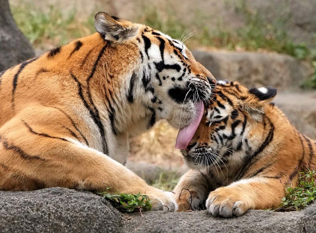 Caring mother) - Tiger, Amur tiger, Tiger cubs, Big cats, Cat family, Wild animals, Predatory animals, Milota, , Zoo, Shizuoka, Honshu, Japan, Washing, Redheads, Longpost