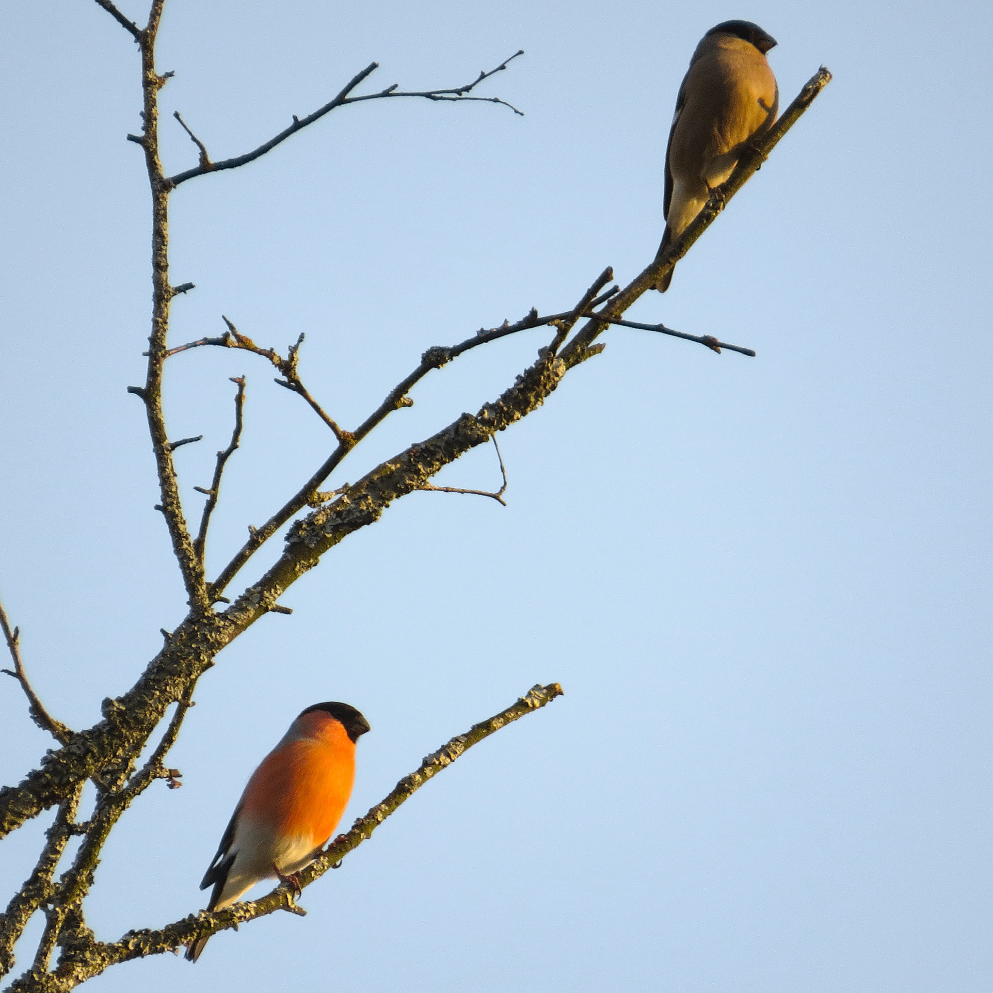 All sorts of things - My, Birds, Predator birds, Songbirds, Ornithology, Observation, Autumn, October, Friday, , Walk, Hobby, Photo hunting, Nature, The nature of Russia, Video, Longpost