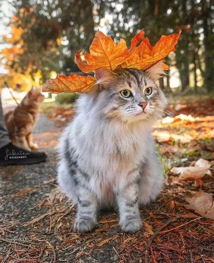 Posing - cat, Autumn, Autumn leaves, The photo