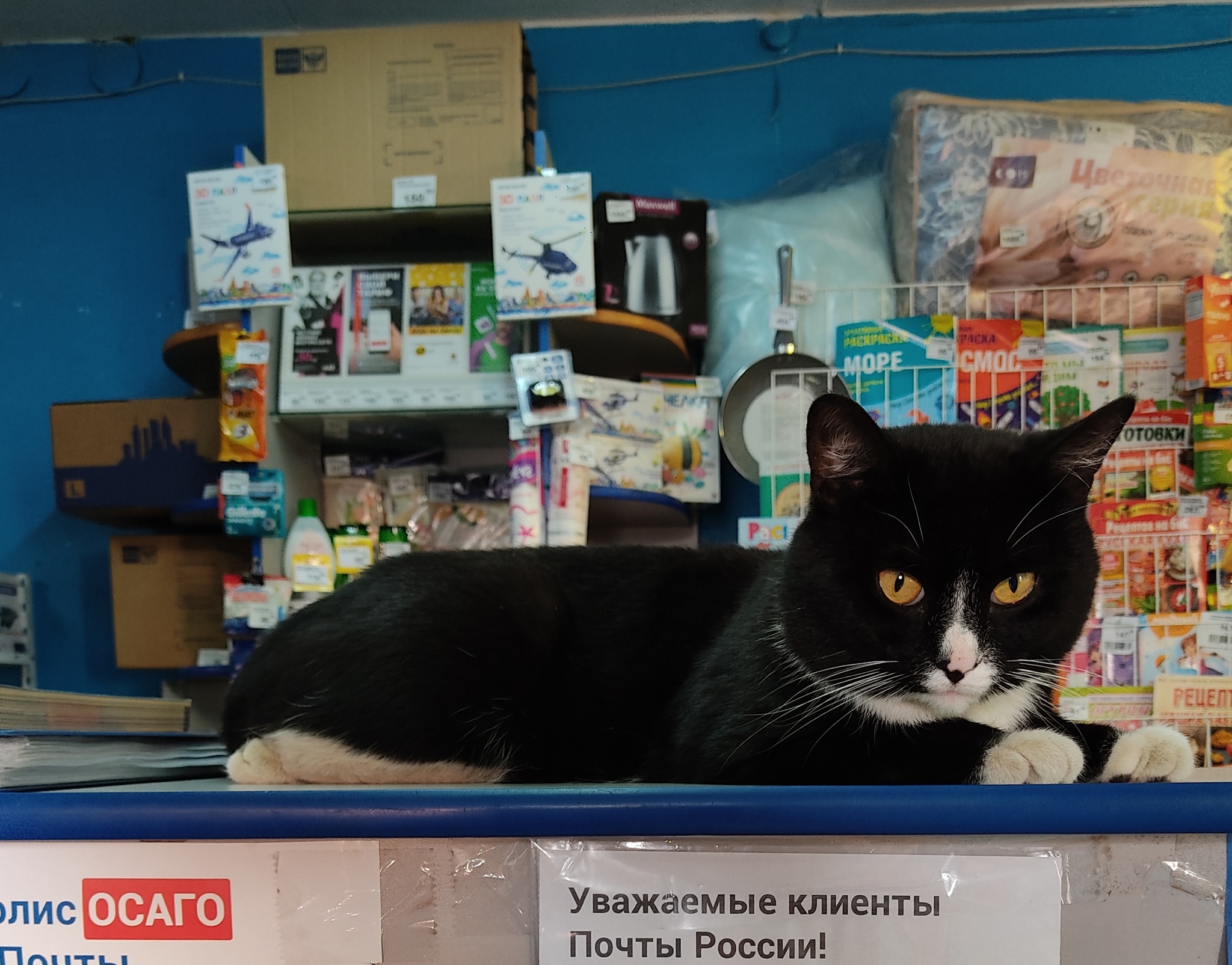 postal cat - My, cat, The photo, Post office, Humor, Milota, Longpost